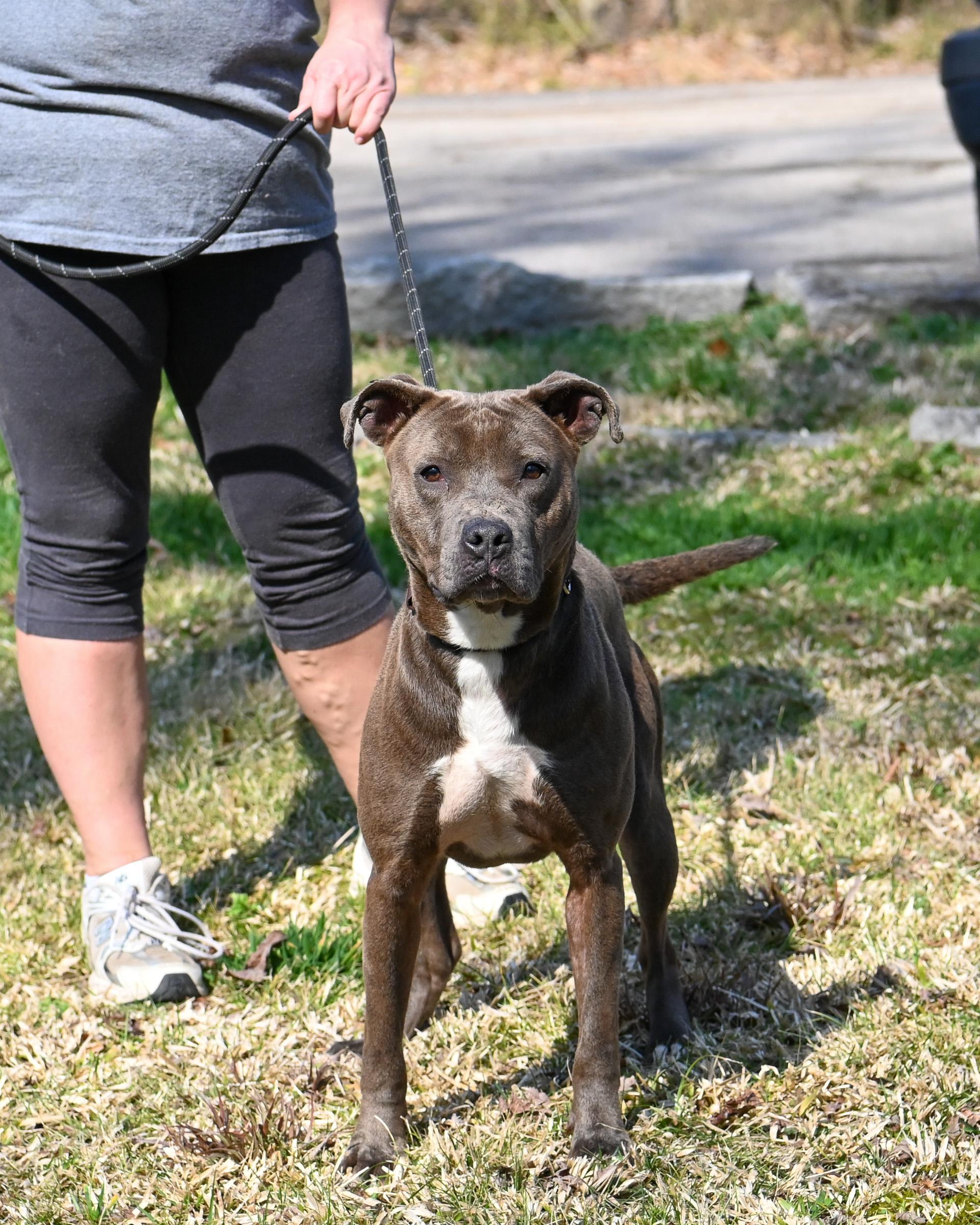 Enlarge Sky, a ADOPTABLE Pit Bull Terrier in Petersburg, VA image 6/6