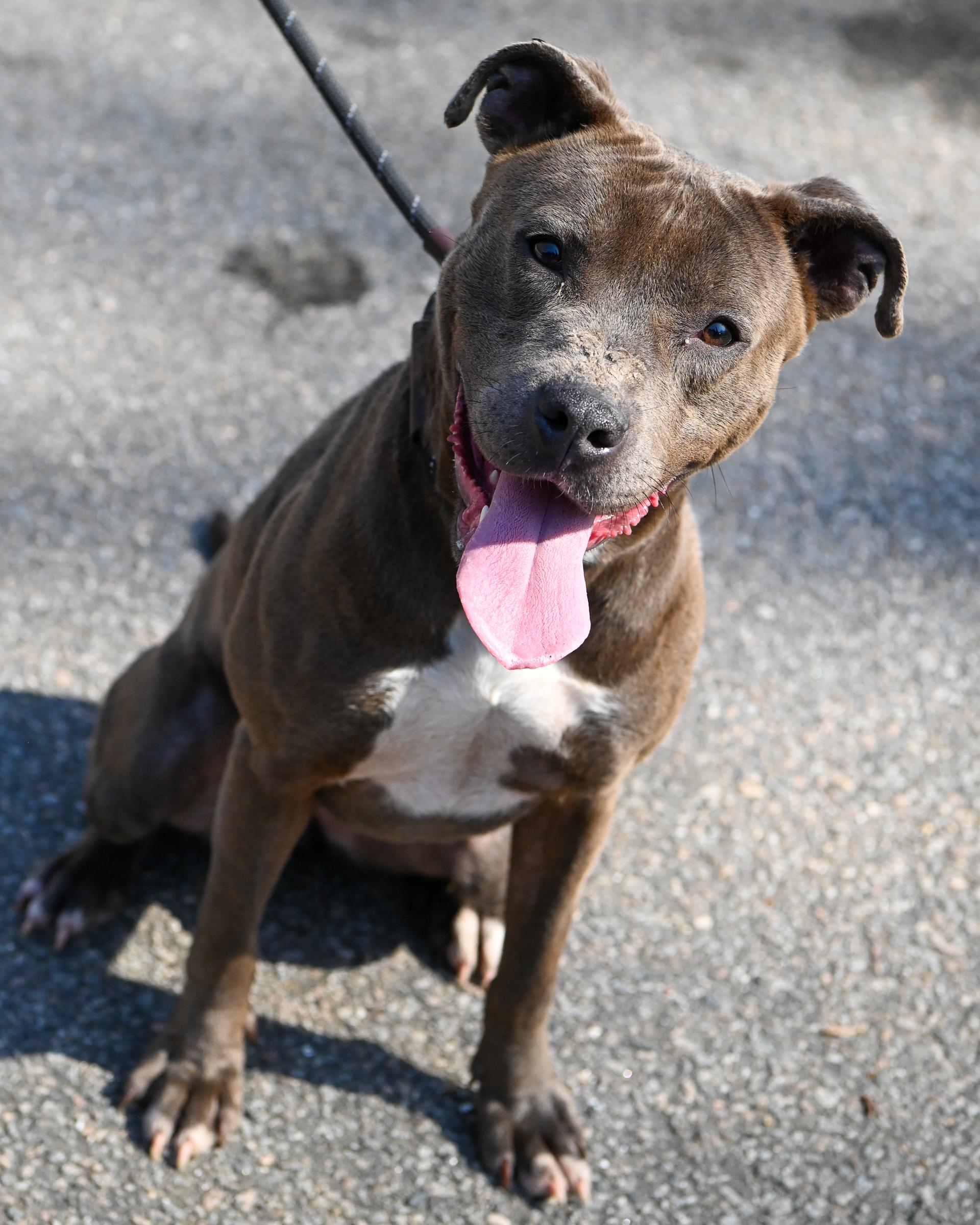 Sky, ADOPTABLE, Adult Female Pit Bull Terrier.