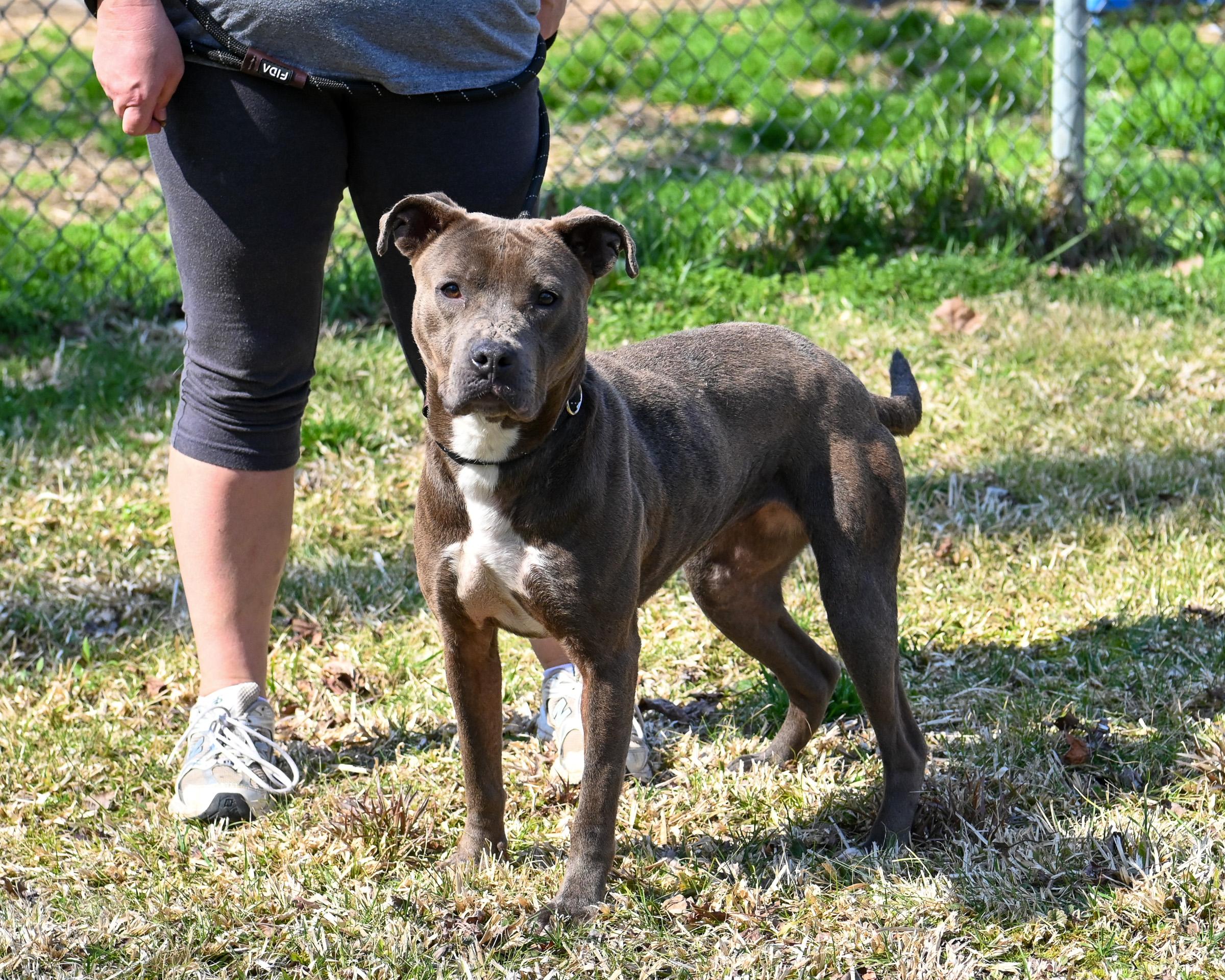 Enlarge Sky, a ADOPTABLE Pit Bull Terrier in Petersburg, VA image 5/6