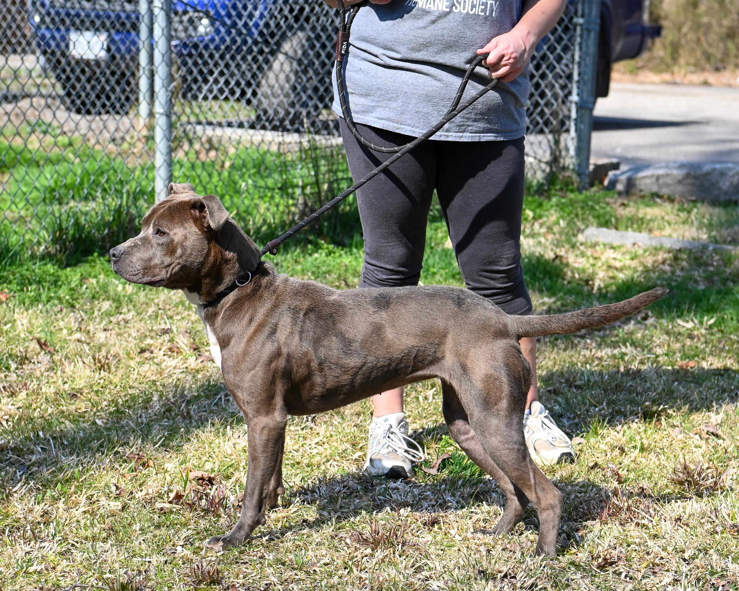 Enlarge Sky, a ADOPTABLE Pit Bull Terrier in Petersburg, VA image 5/5