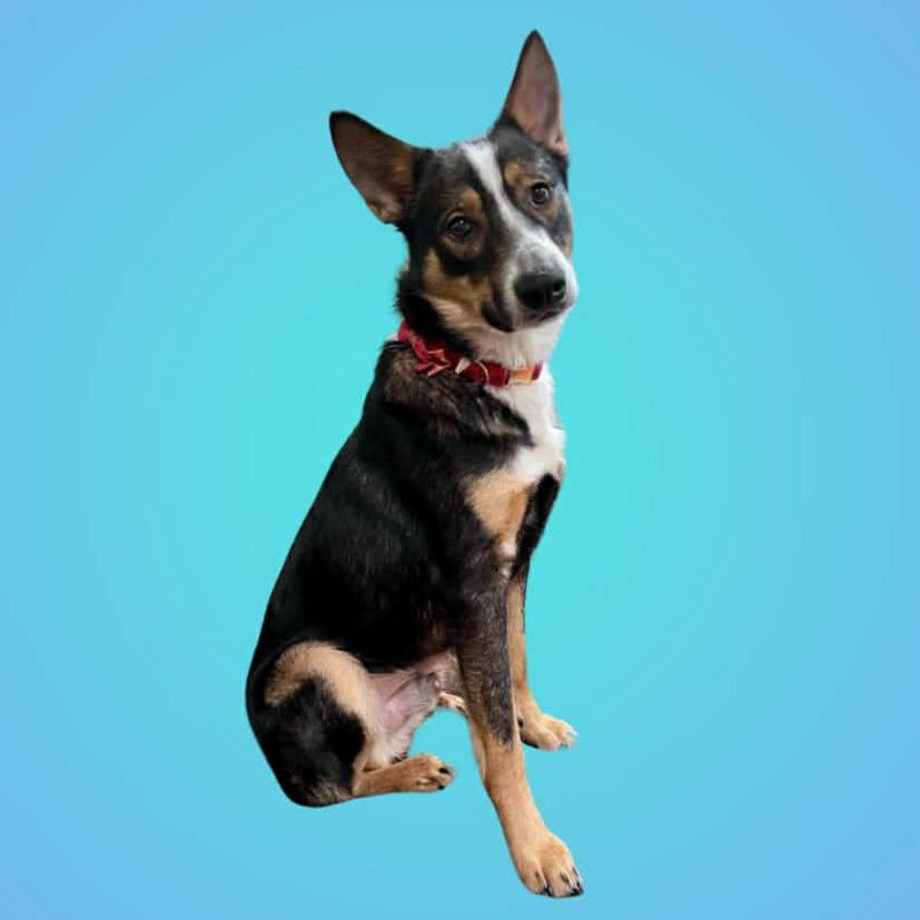 Enlarge Jasper, a Adoptable mixed breed in mount vernon, AR image 1/1