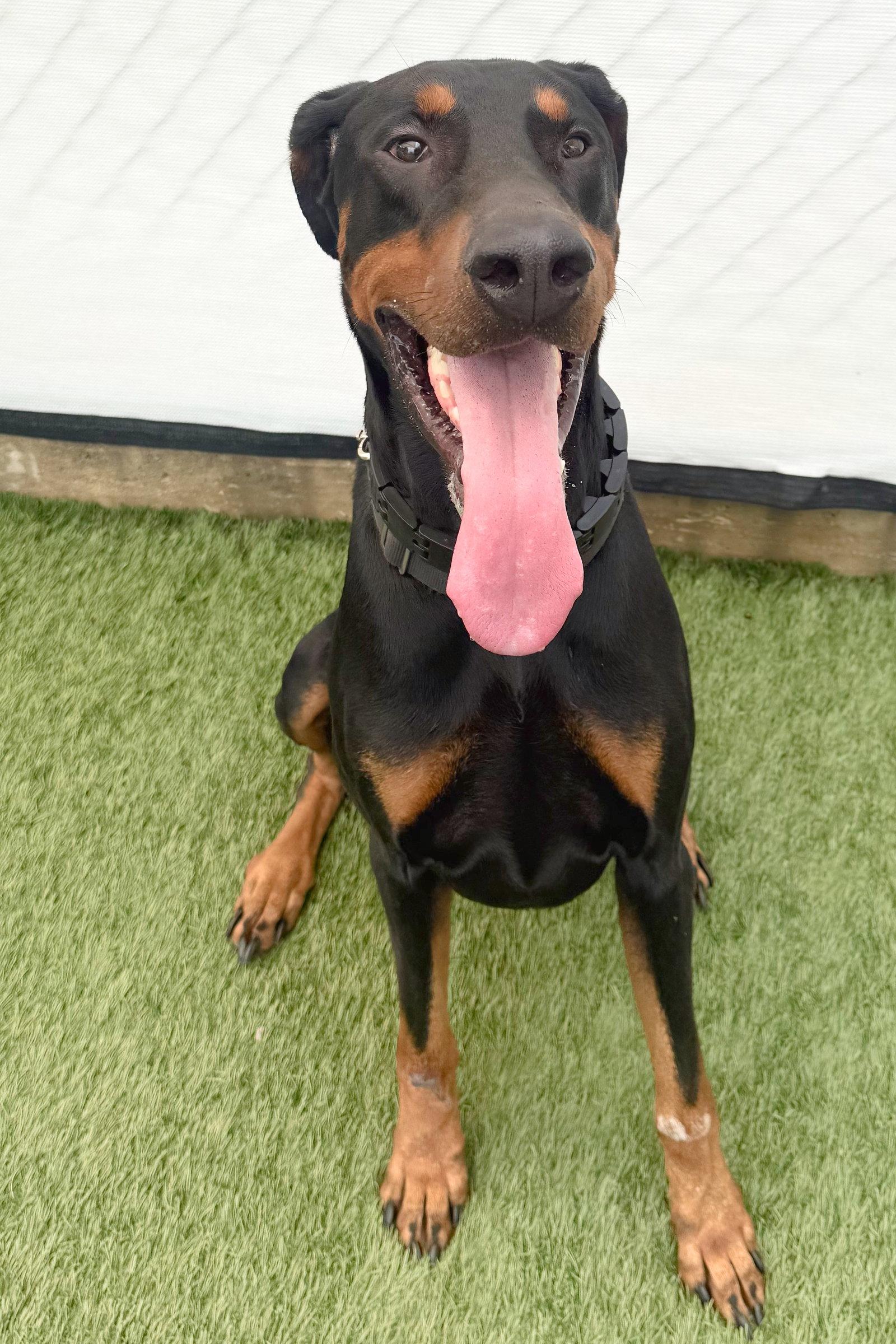 Nolton 3578, Adoptable, Young Male Doberman Pinscher.