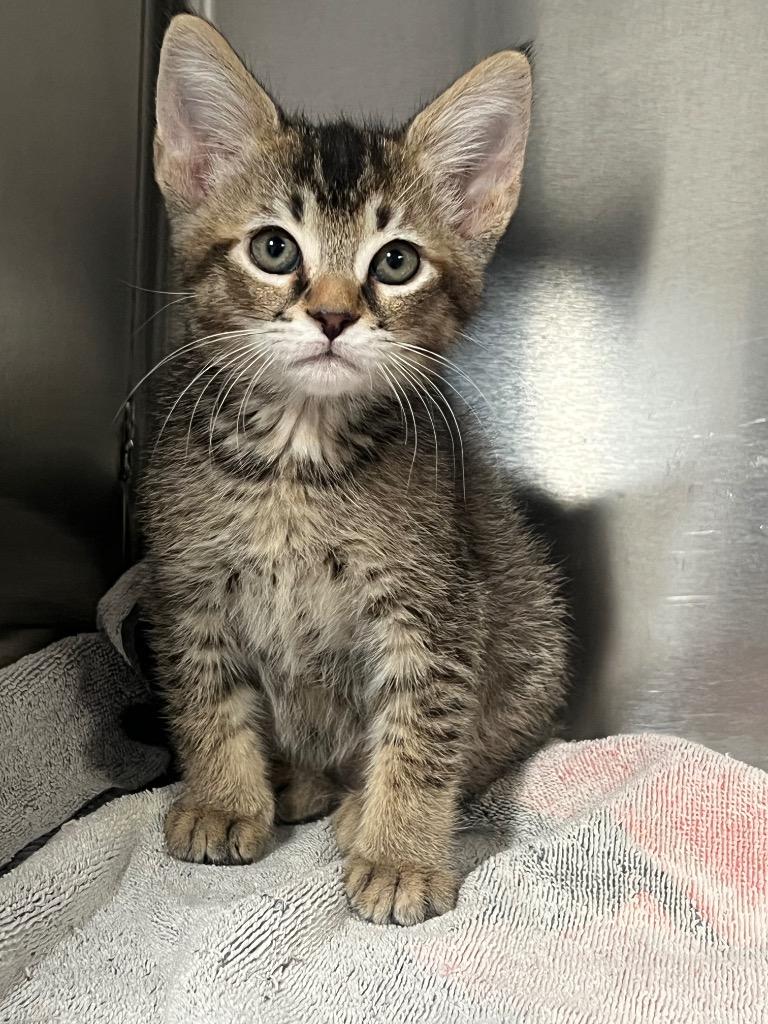 Silky, Adoptable, Kitten Female Domestic Short Hair.
