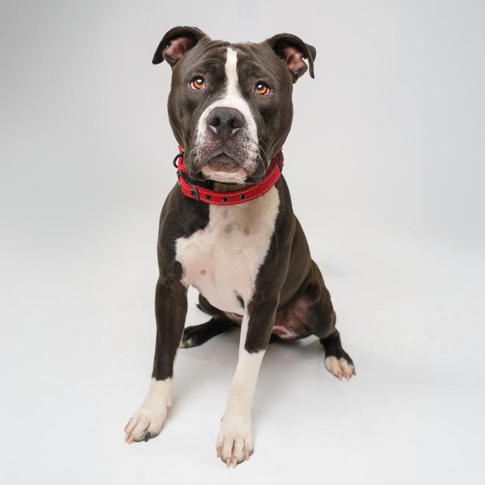 Ramond, Adoptable, Adult Male Pit Bull Terrier.