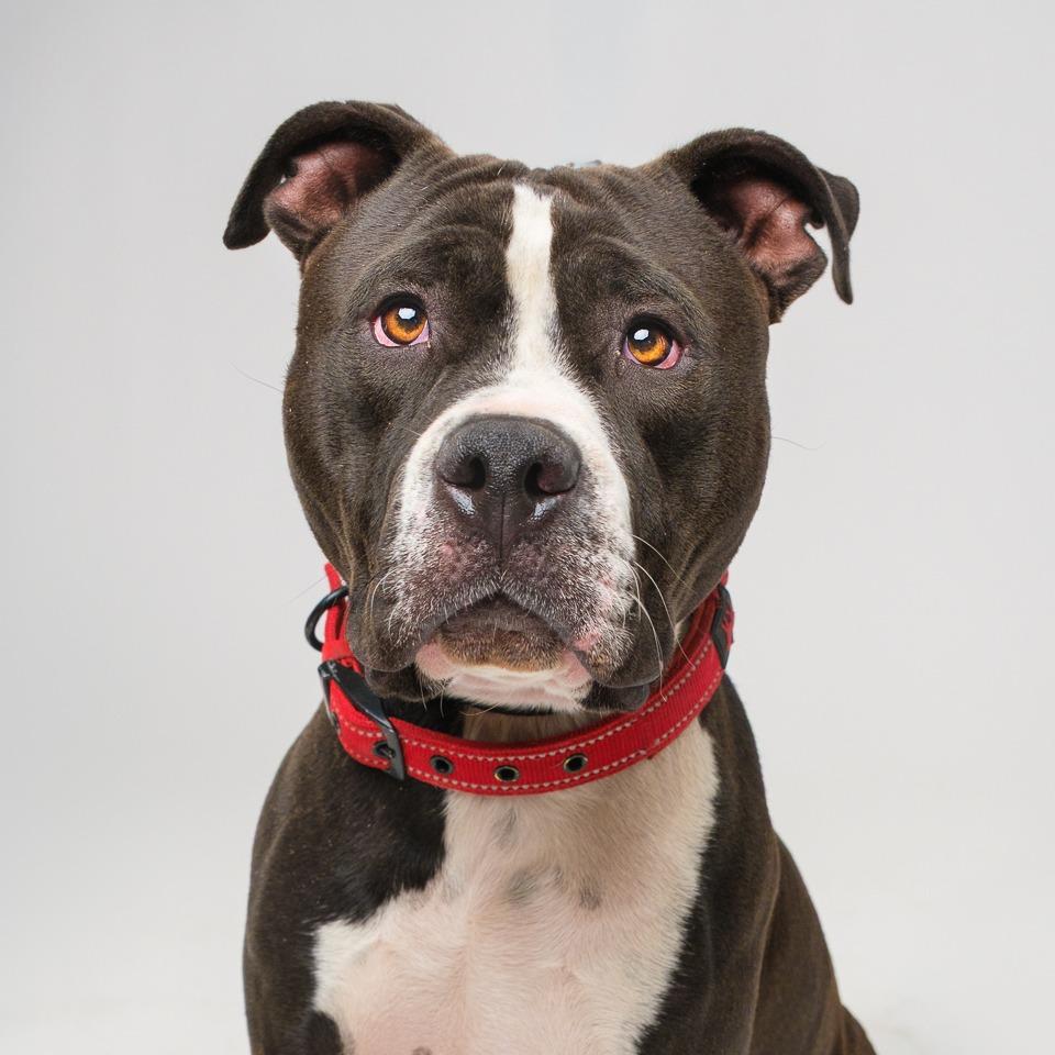 Enlarge Ramond, a Adoptable Pit Bull Terrier in Palm Springs, CA image 2/2