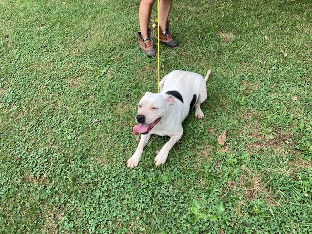 Enlarge PRINCESS ADDIE, a Adoptable mixed breed in New Carlisle, OH image 1/1