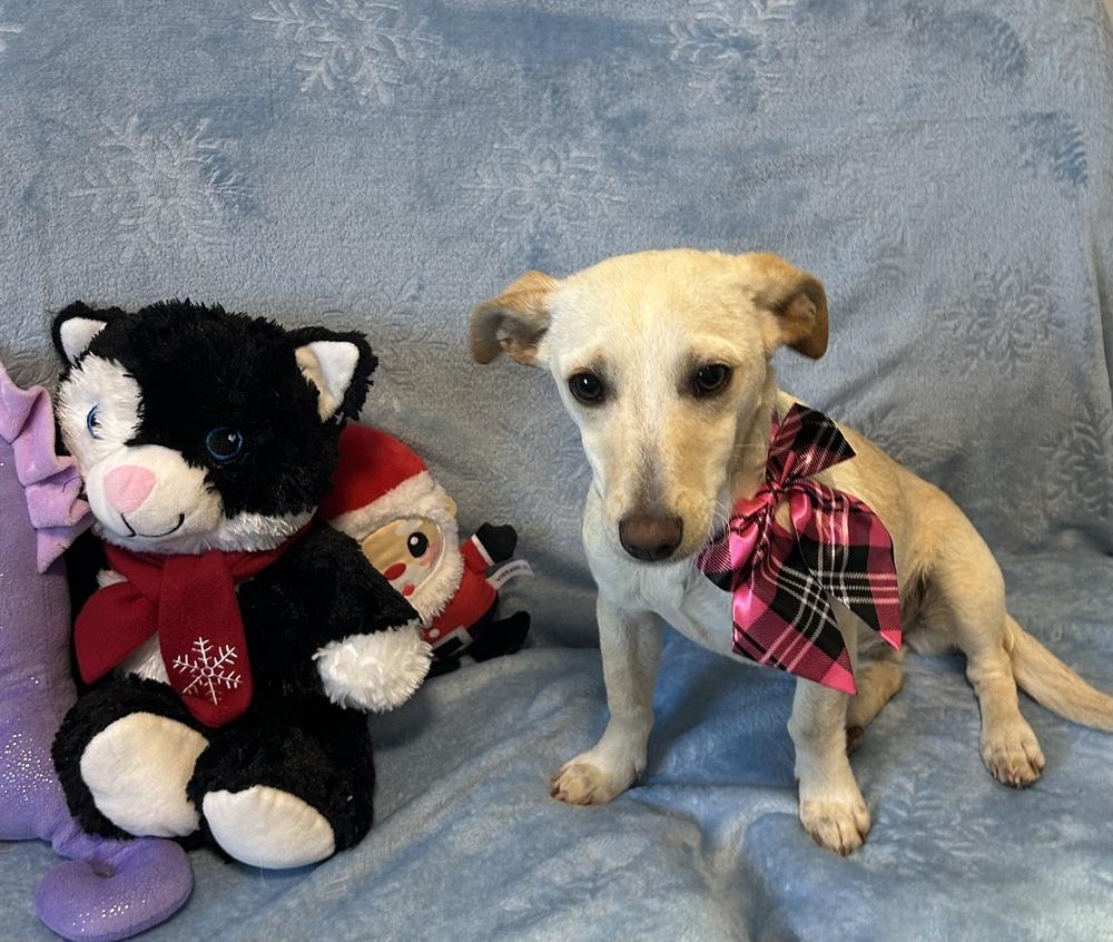 Mindy, Adoptable, Young Female Dachshund & Chihuahua.