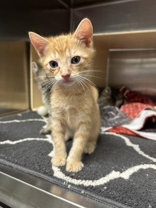 Izeek, Adoptable, Kitten Male Domestic Short Hair & Domestic Short Hair.