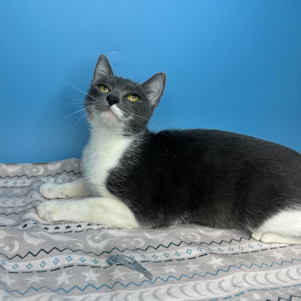 Sally, Adoptable, Young Female Domestic Short Hair.