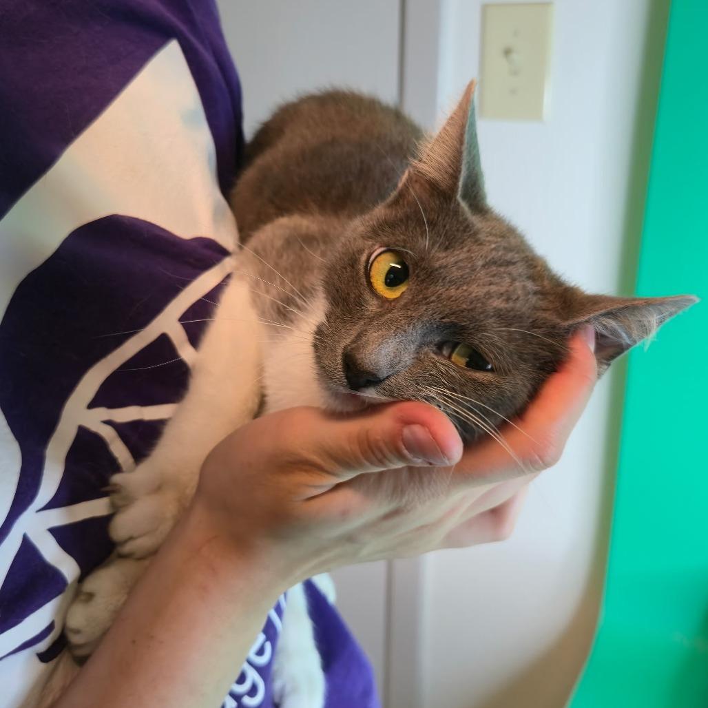 Sally, Adoptable, Young Female Domestic Short Hair.