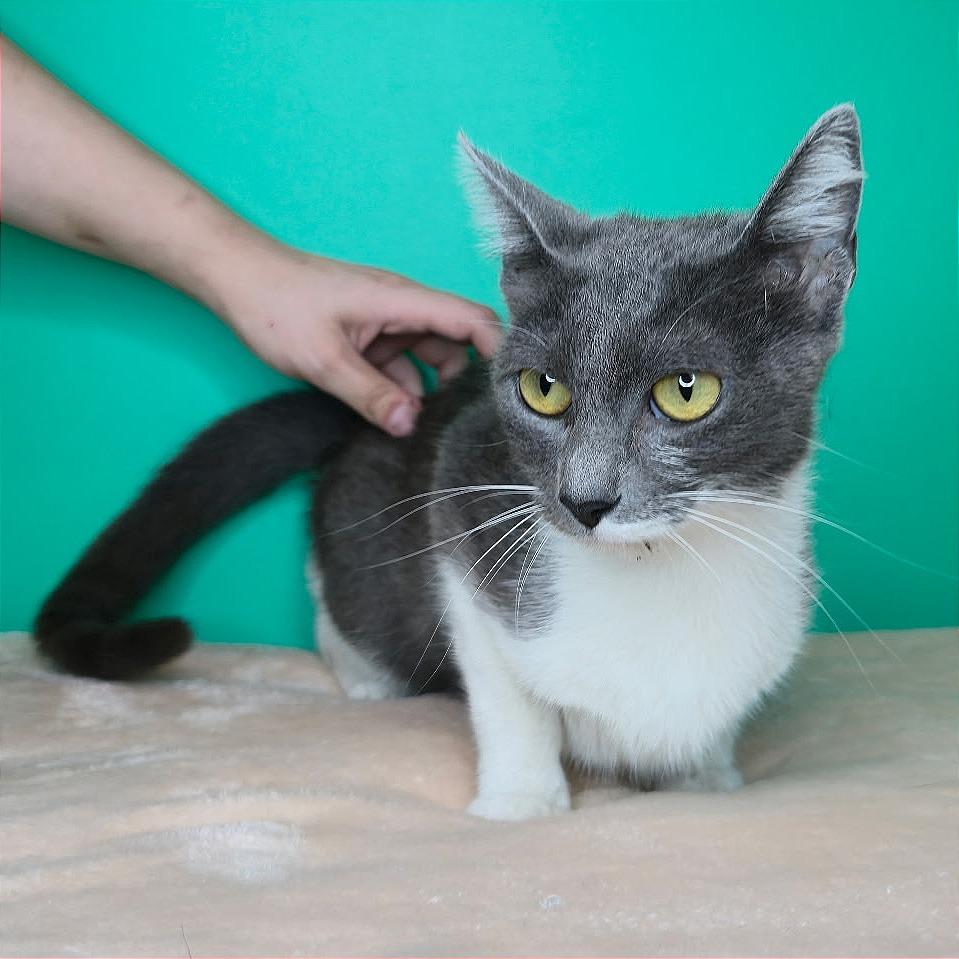 Sally, a Adoptable Domestic Short Hair in San Antonio, TX image 2/6