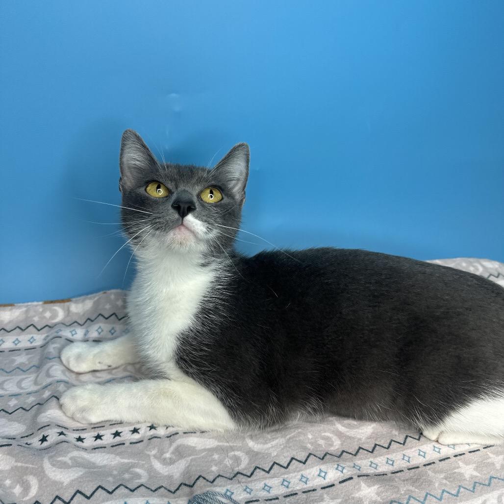 Sally, a Adoptable Domestic Short Hair in San Antonio, TX image 3/6