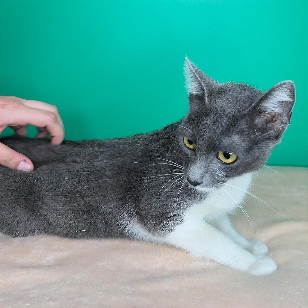 Sally, a Adoptable Domestic Short Hair in San Antonio, TX image 4/6