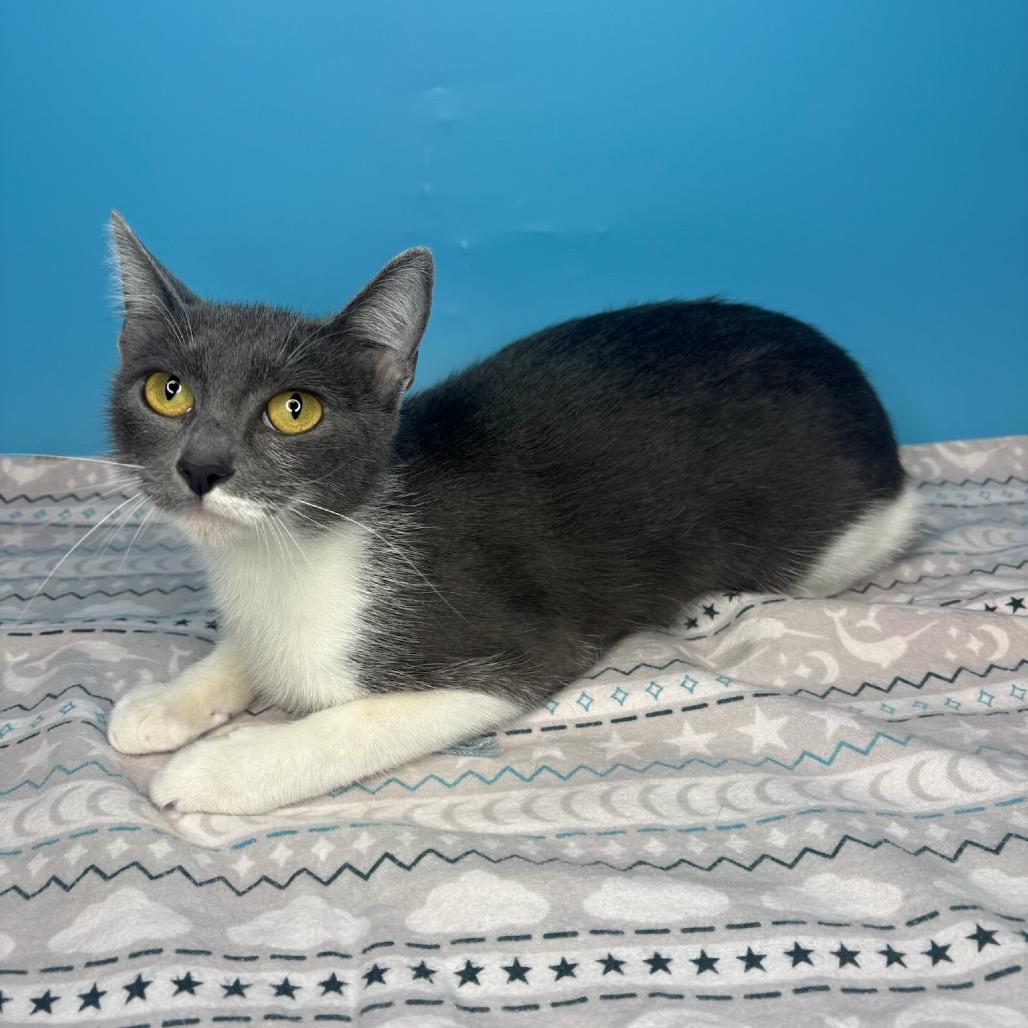 Sally, a Adoptable Domestic Short Hair in San Antonio, TX image 5/6