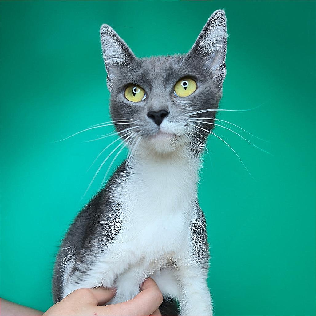 Sally, a Adoptable Domestic Short Hair in San Antonio, TX image 6/6