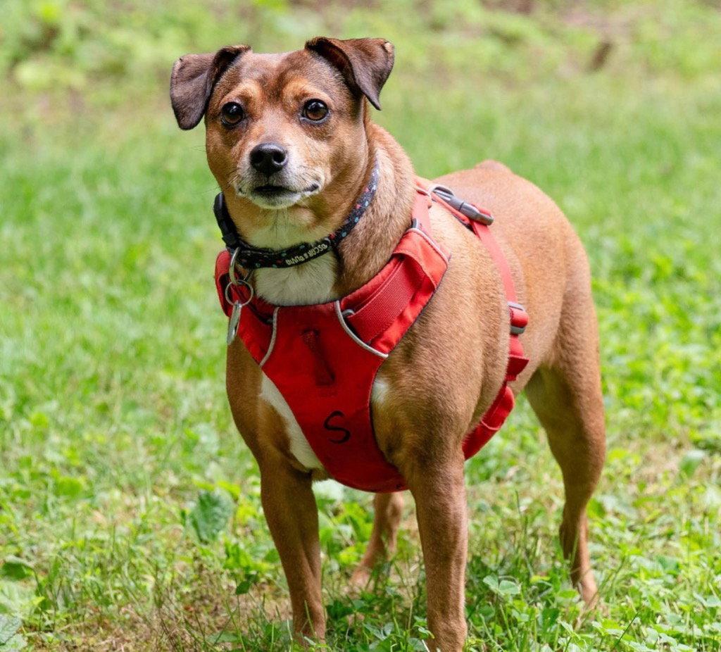 April, Adoptable, Adult Female Chihuahua & Terrier.