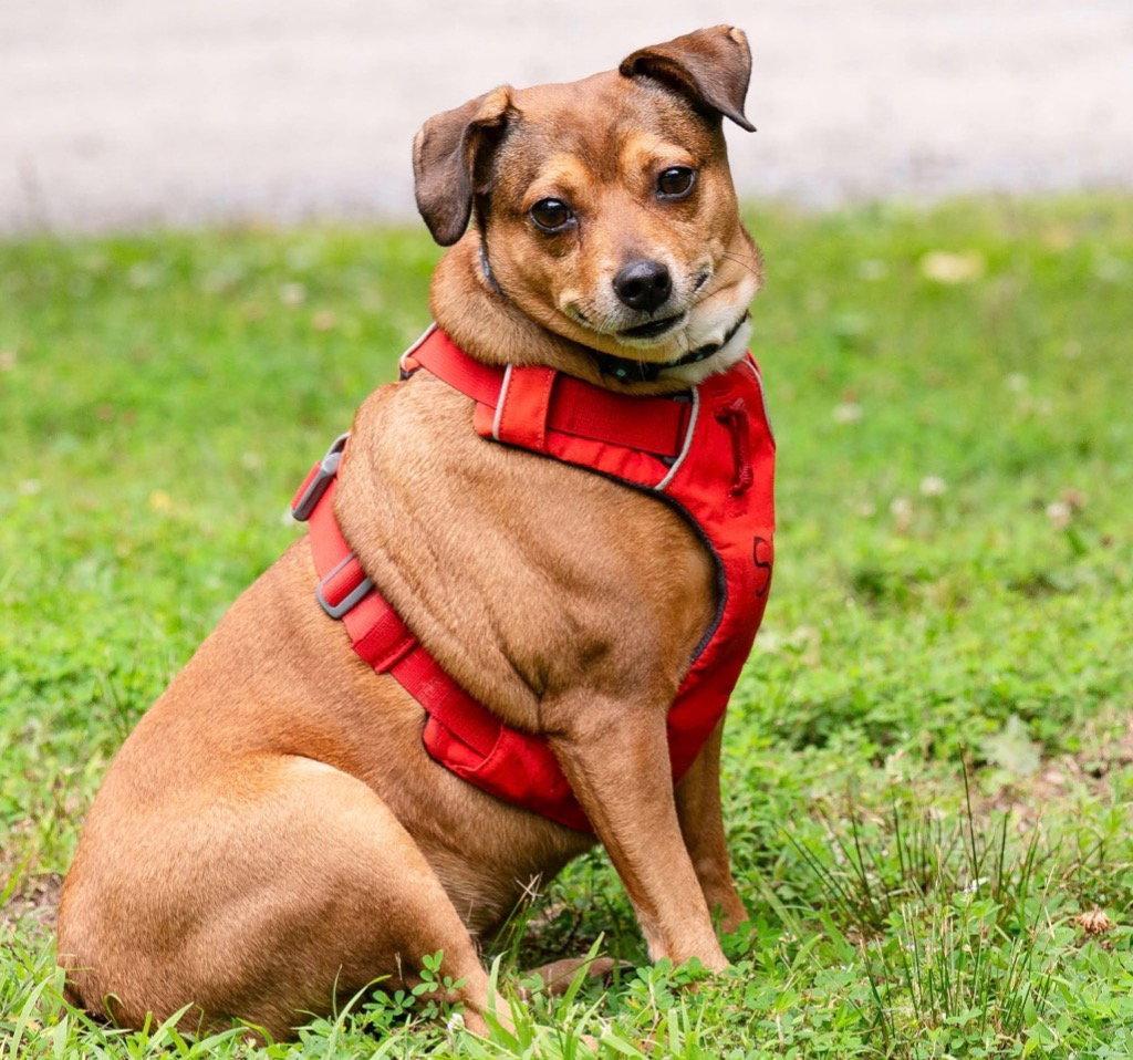 April, a Adoptable mixed breed in Ellijay, GA image 2/3