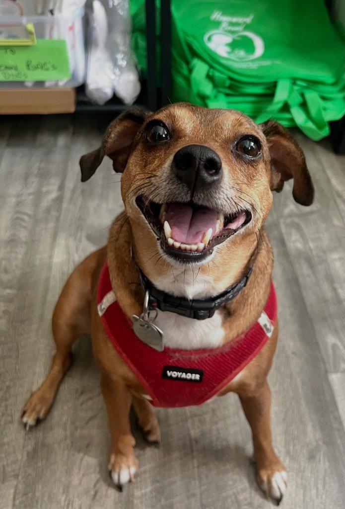 April, a Adoptable mixed breed in Ellijay, GA image 3/3