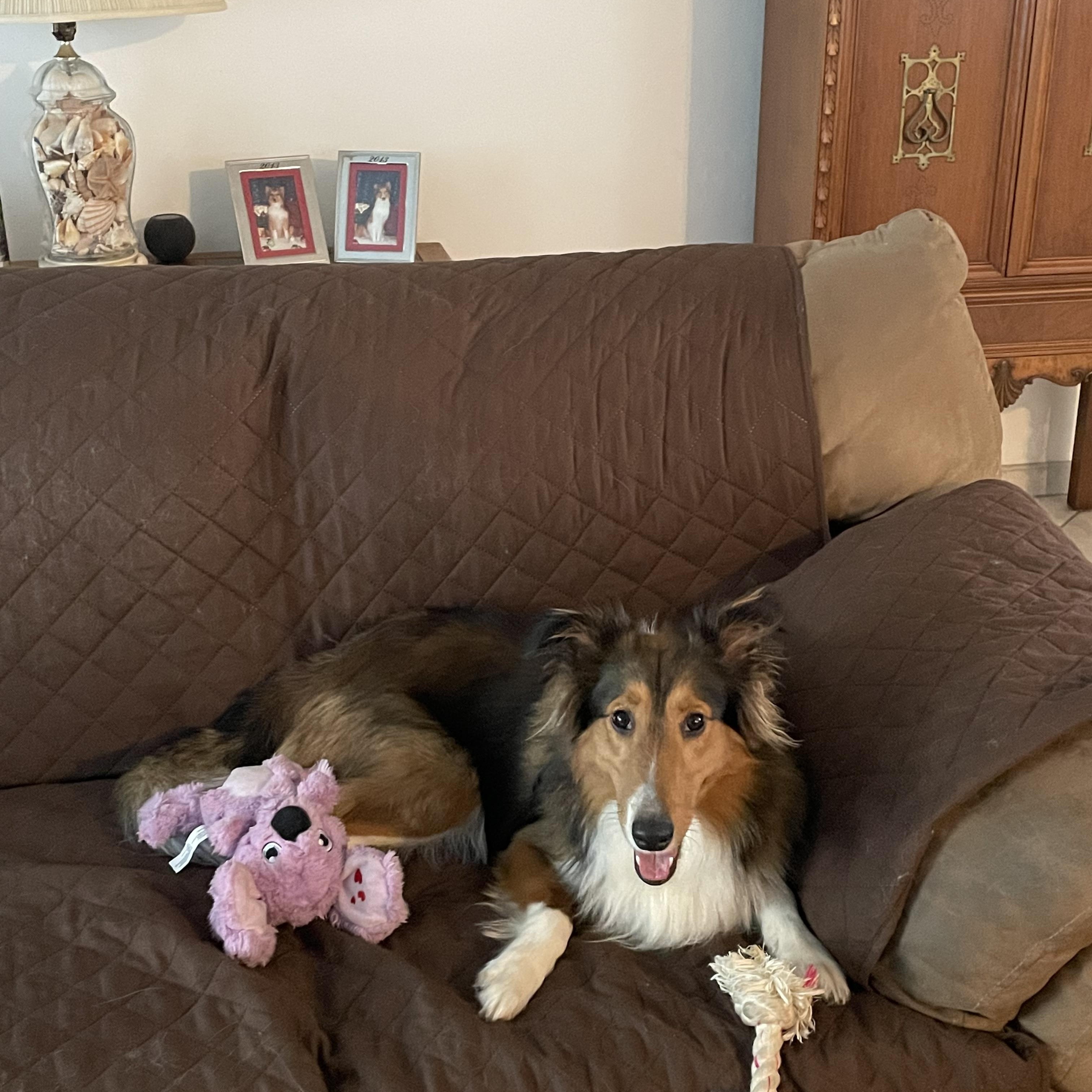 Enlarge Carmelo, a Adopted Shetland Sheepdog / Sheltie in Palm Bay, FL image 1/5