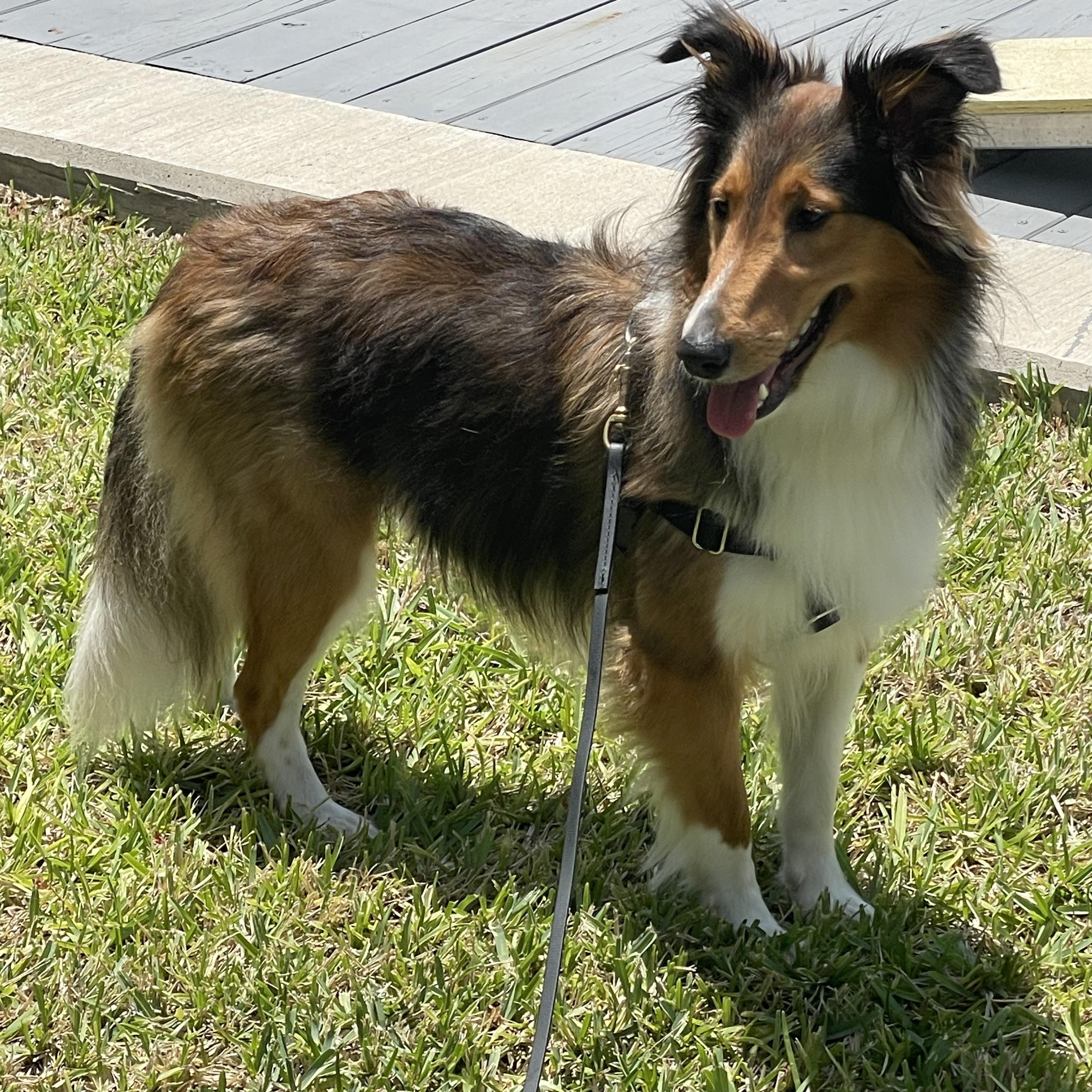 Enlarge Carmelo, a Adopted Shetland Sheepdog / Sheltie in Palm Bay, FL image 2/5