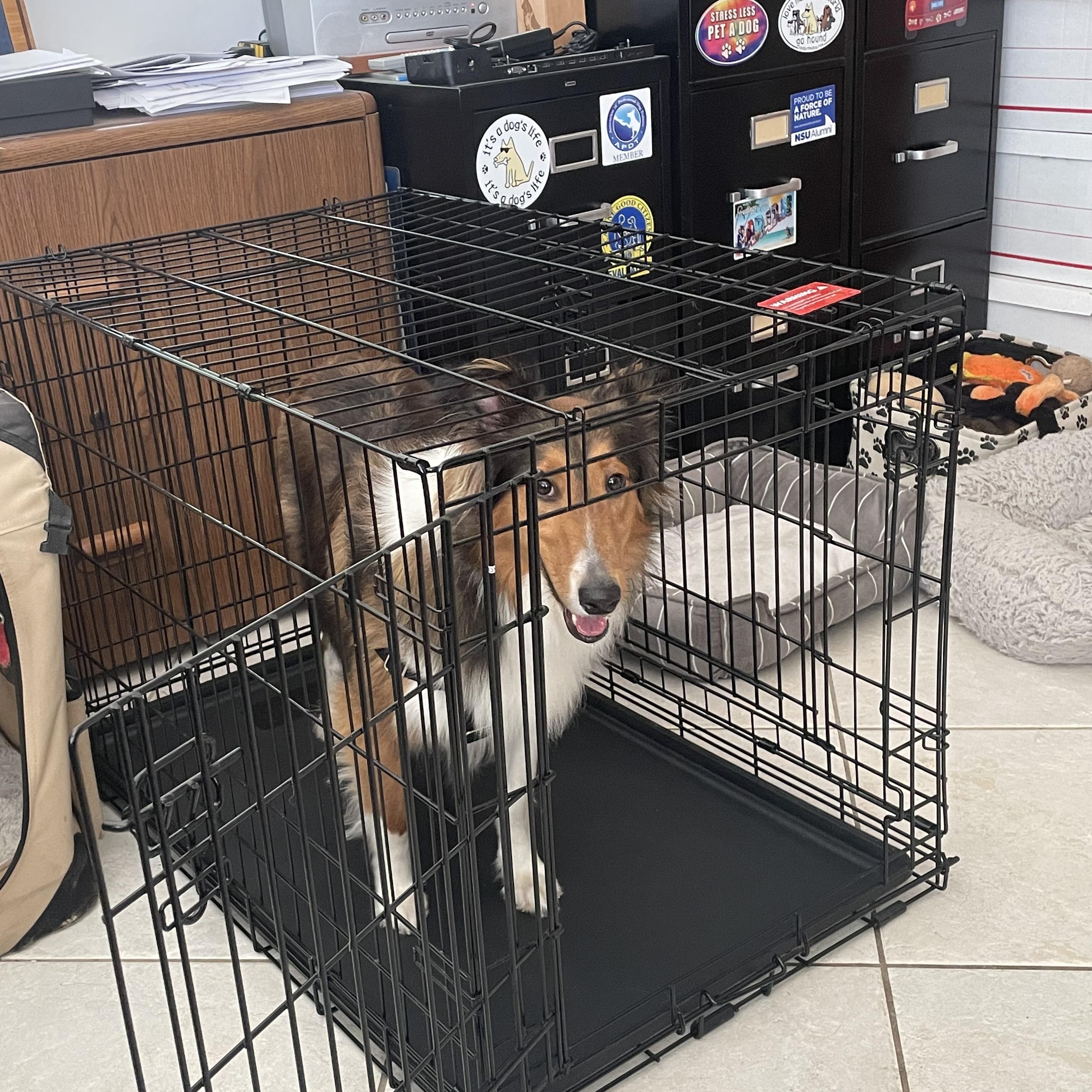 Enlarge Carmelo, a Adopted Shetland Sheepdog / Sheltie in Palm Bay, FL image 3/5