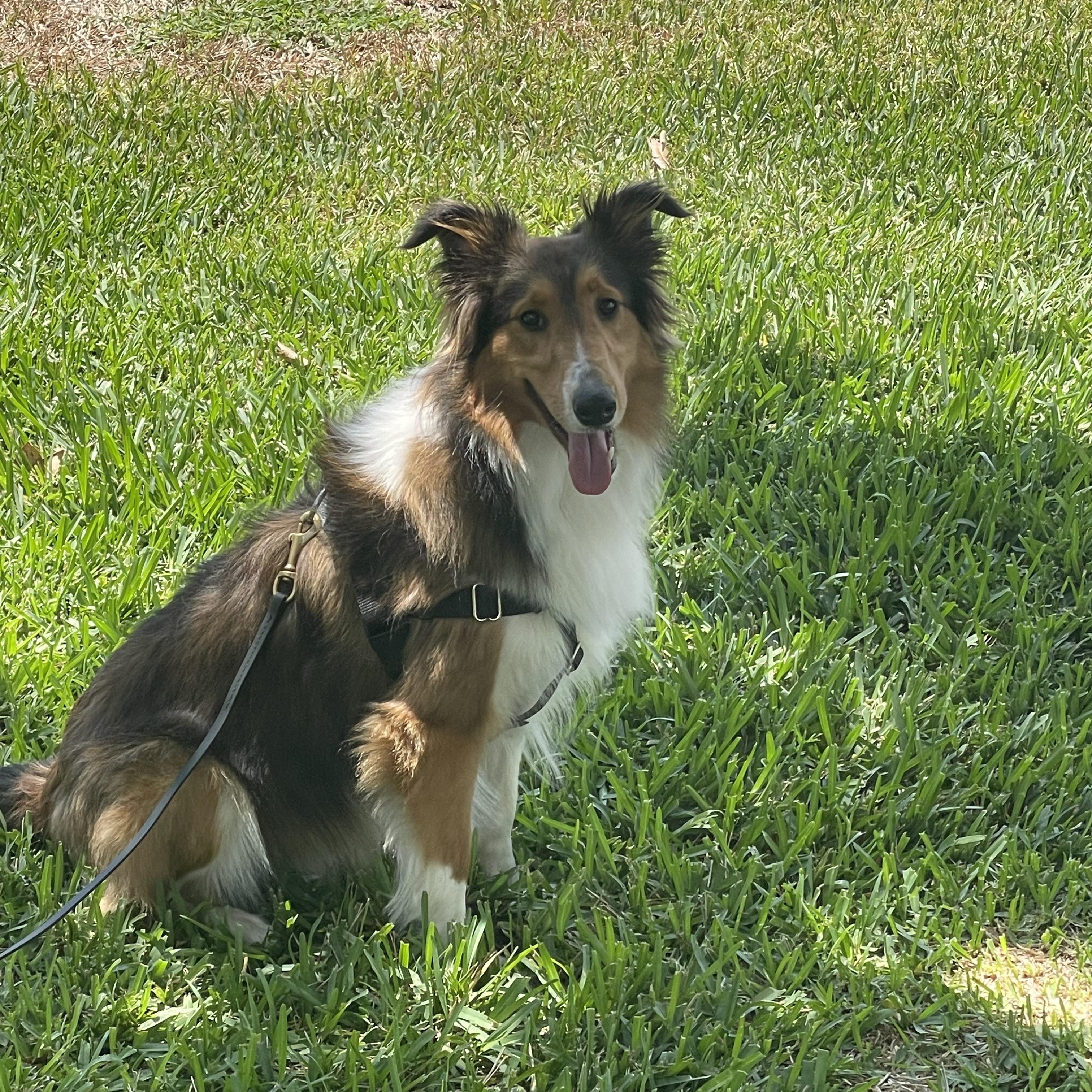 Enlarge Carmelo, a Adopted Shetland Sheepdog / Sheltie in Palm Bay, FL image 4/5