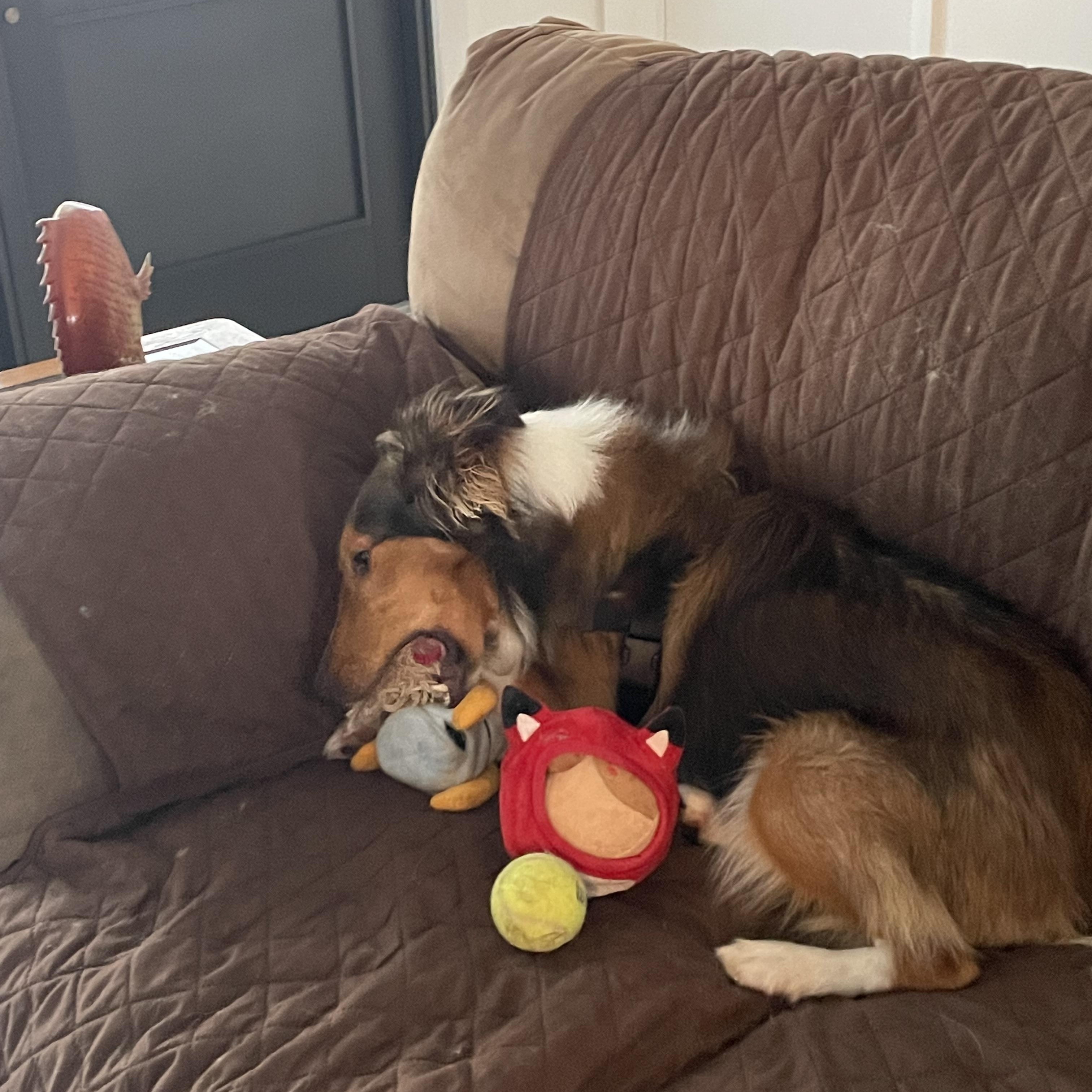Enlarge Carmelo, a Adopted Shetland Sheepdog / Sheltie in Palm Bay, FL image 5/5