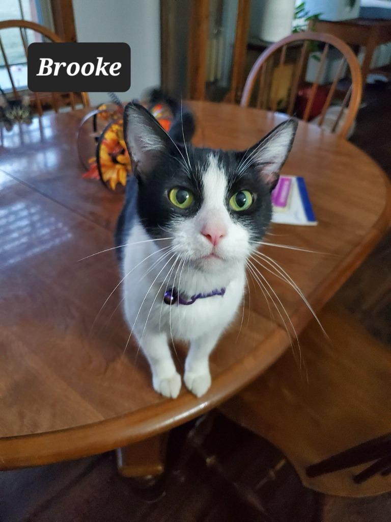 Enlarge Brooke, a Adoptable mixed breed in Buffalo, MO image 1/1