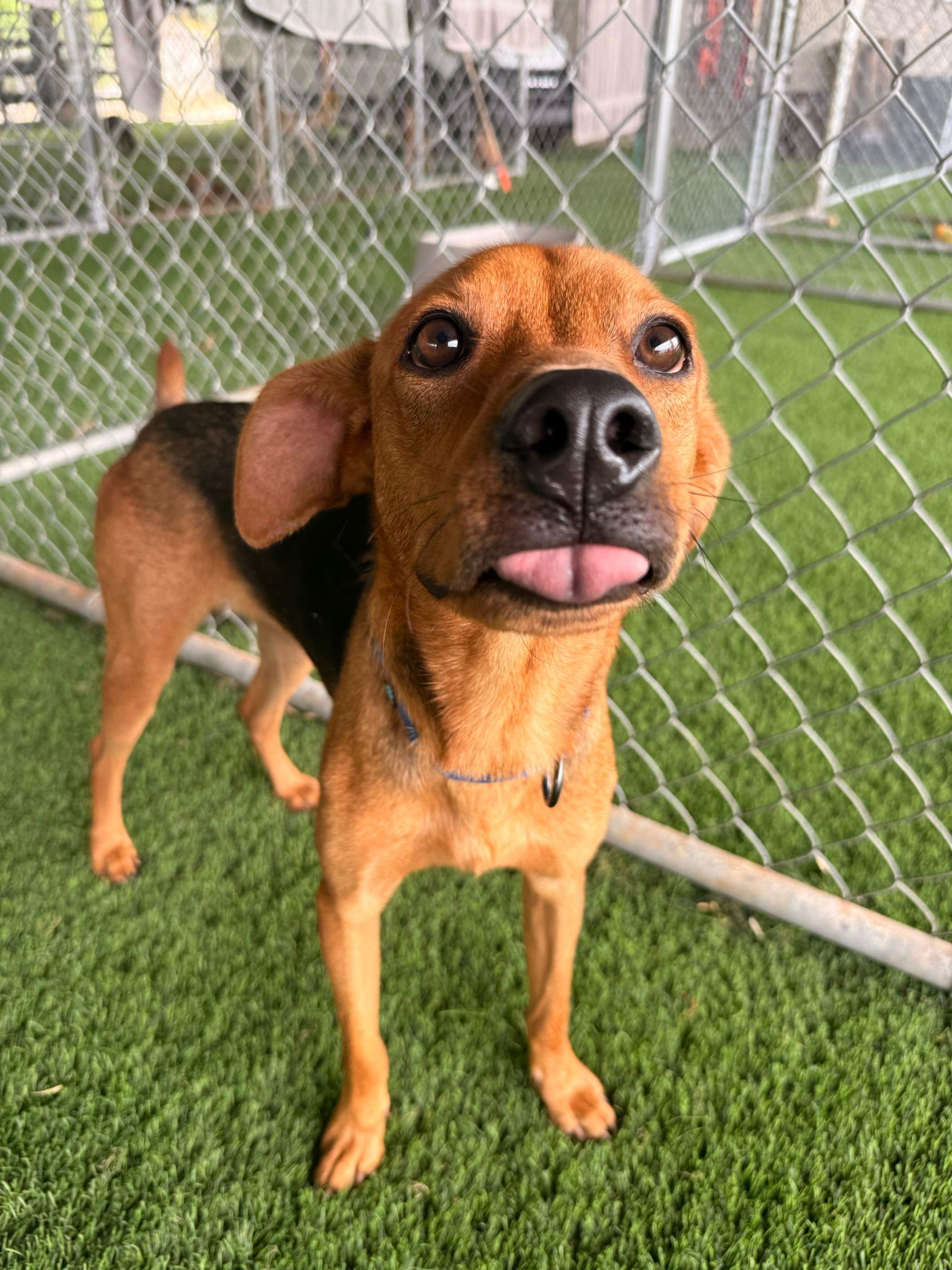 Enlarge Benny, a ADOPTABLE Mixed Breed in Morristown, NJ image 1/5