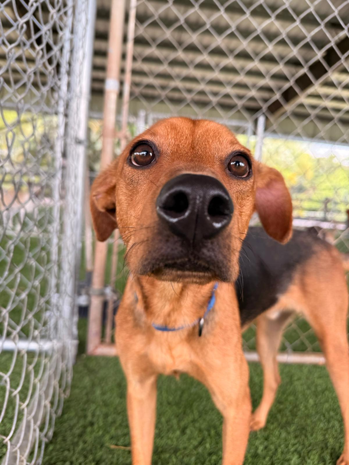Enlarge Benny, a ADOPTABLE Mixed Breed in Morristown, NJ image 5/5