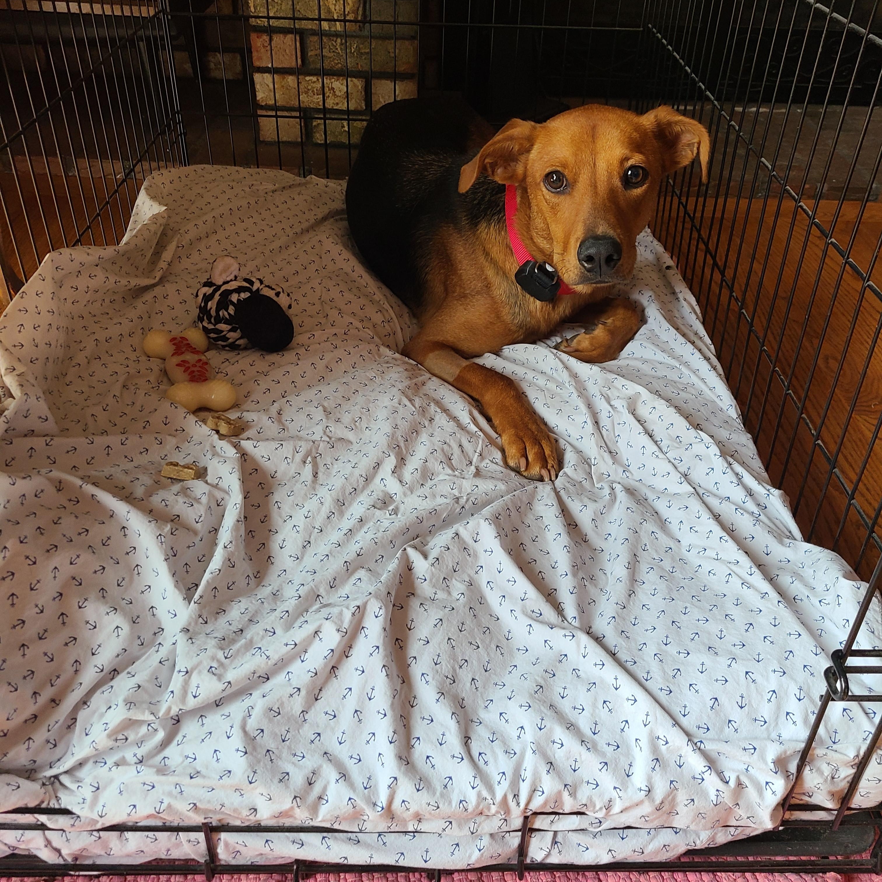 Enlarge Benny, a ADOPTABLE Mixed Breed in Morristown, NJ image 5/6