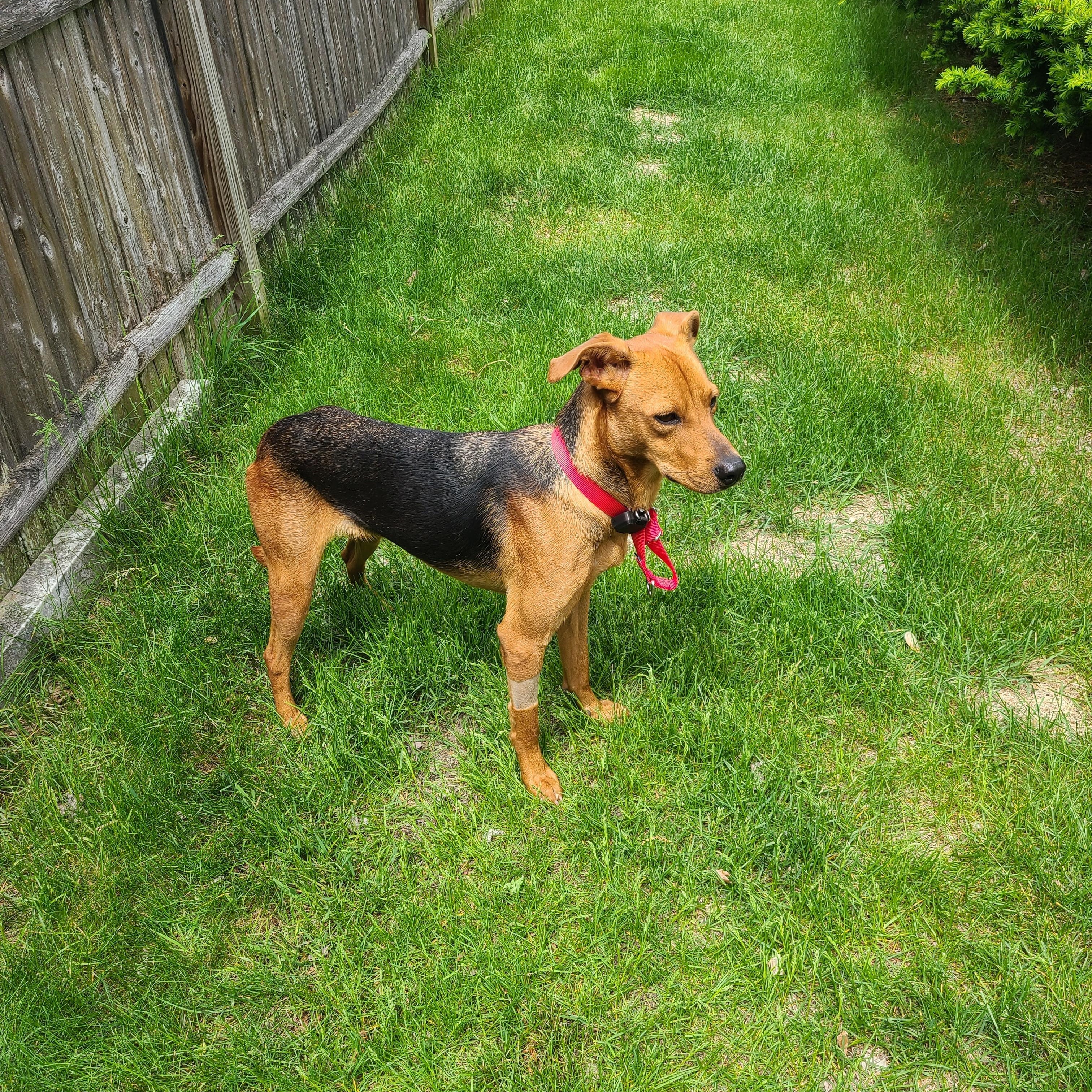 Enlarge Benny, a ADOPTABLE Mixed Breed in Morristown, NJ image 6/6
