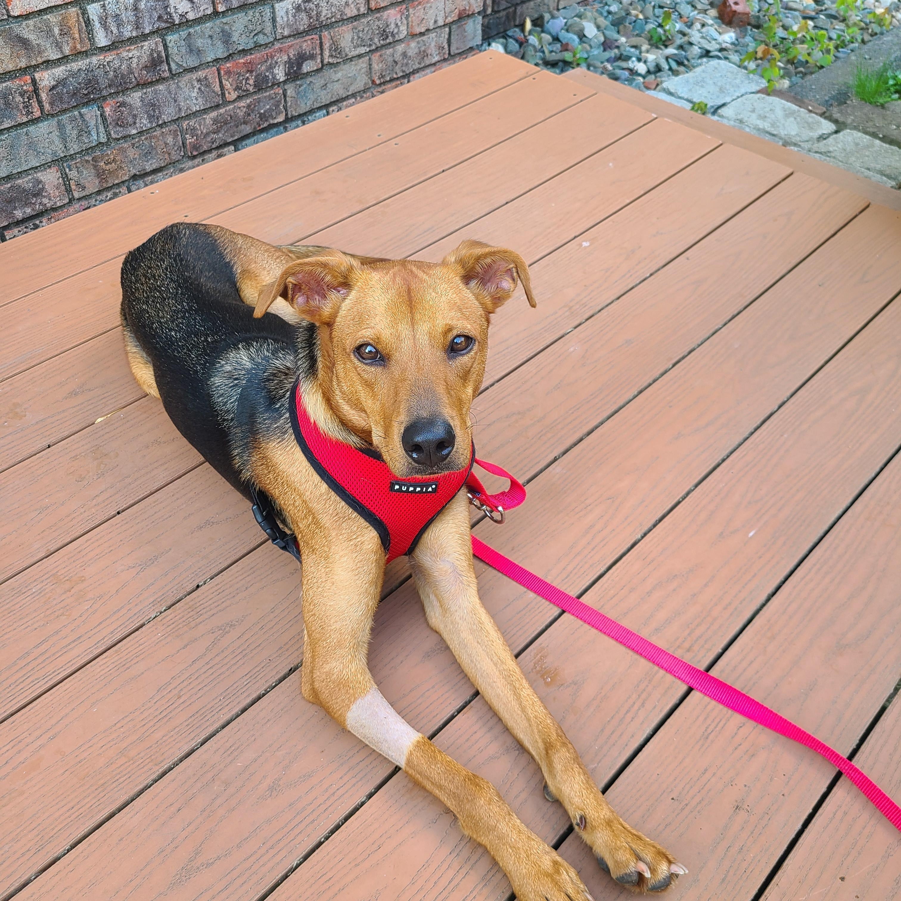 Enlarge Benny, a ADOPTABLE Mixed Breed in Morristown, NJ image 3/6