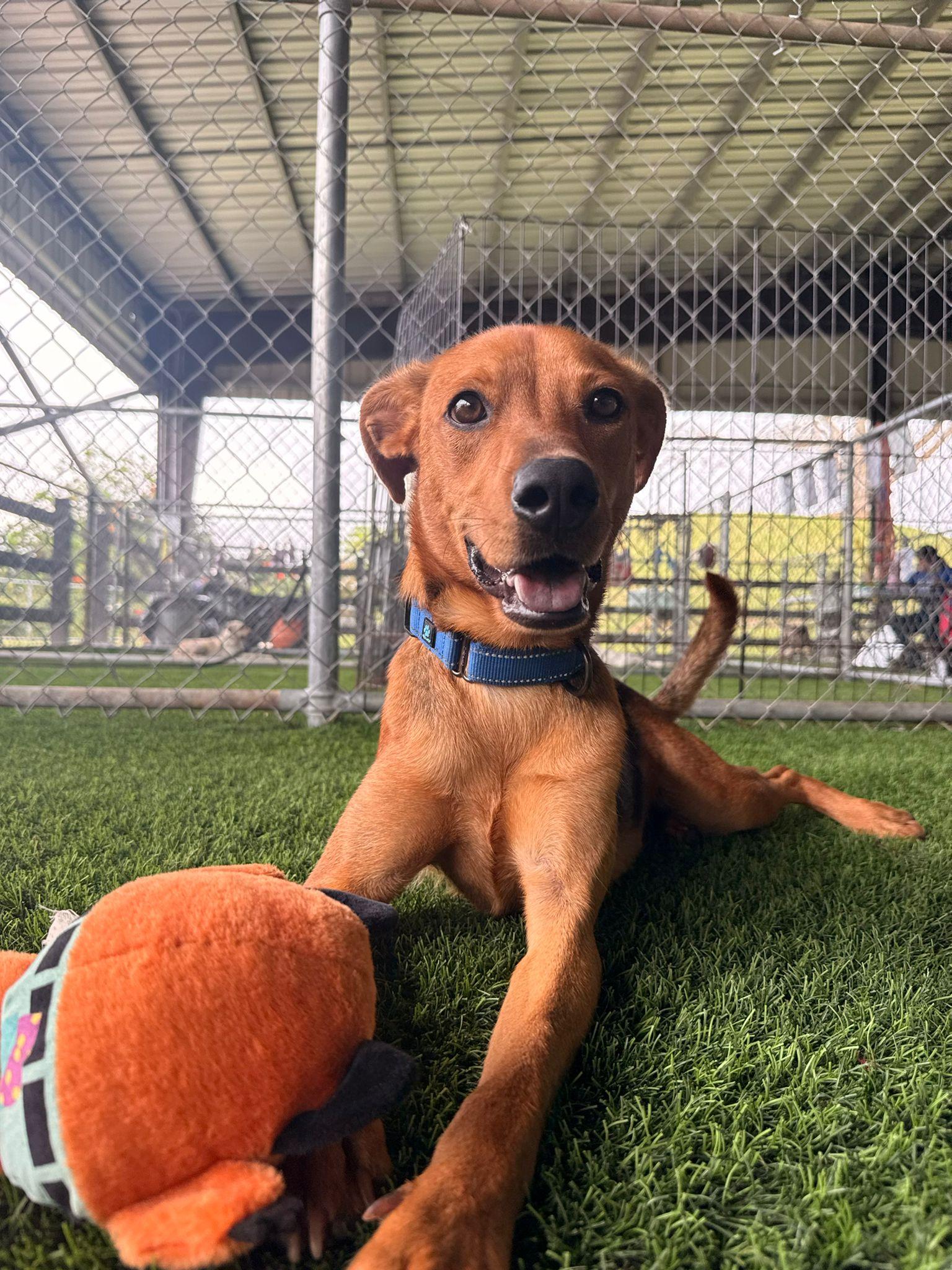 Enlarge Benny, a ADOPTABLE Mixed Breed in Morristown, NJ image 2/5