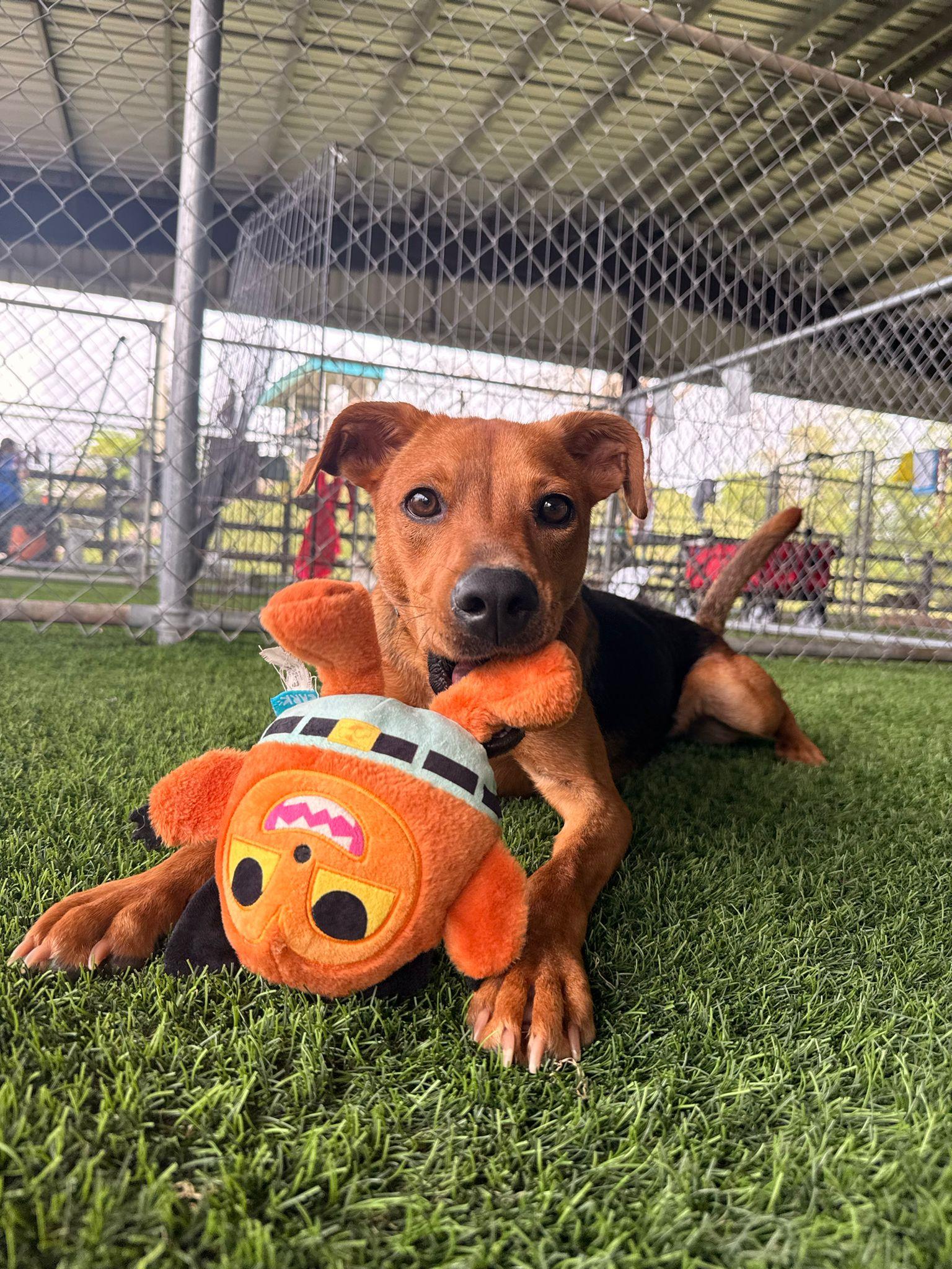Enlarge Benny, a ADOPTABLE Mixed Breed in Morristown, NJ image 3/5