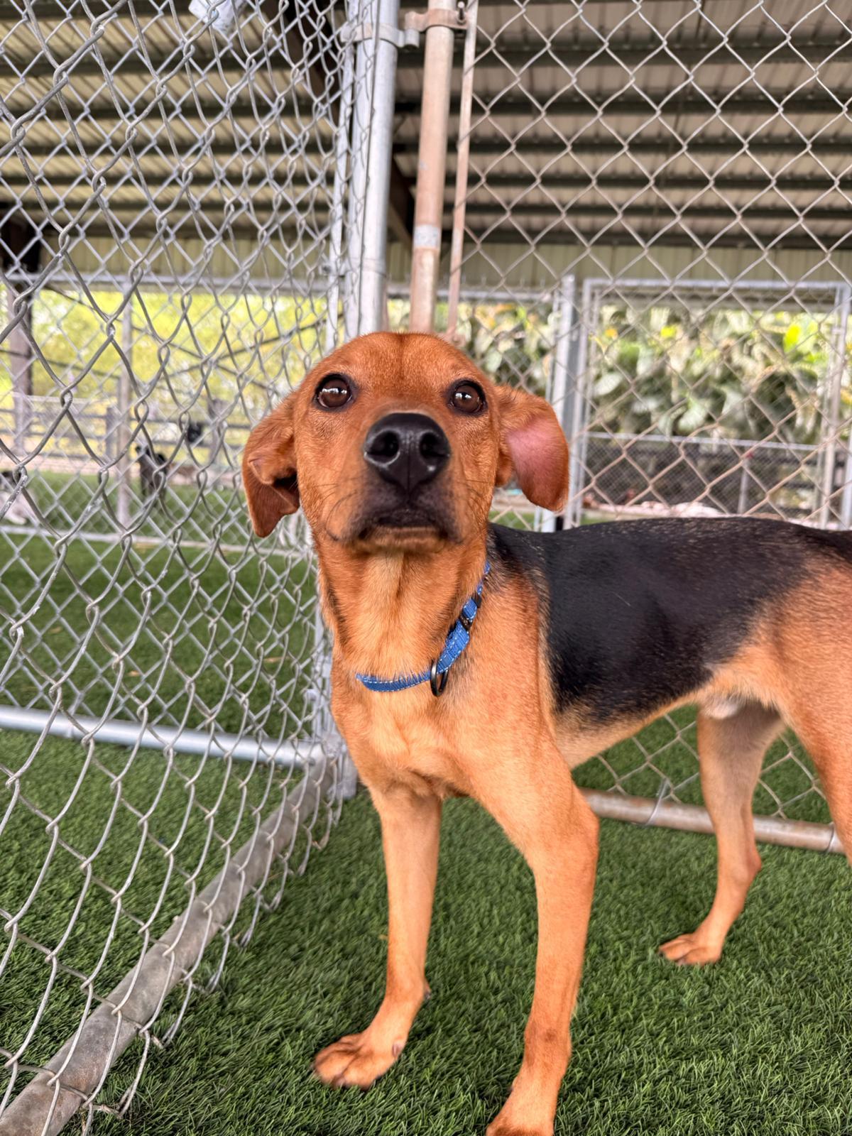 Enlarge Benny, a ADOPTABLE Mixed Breed in Morristown, NJ image 4/5