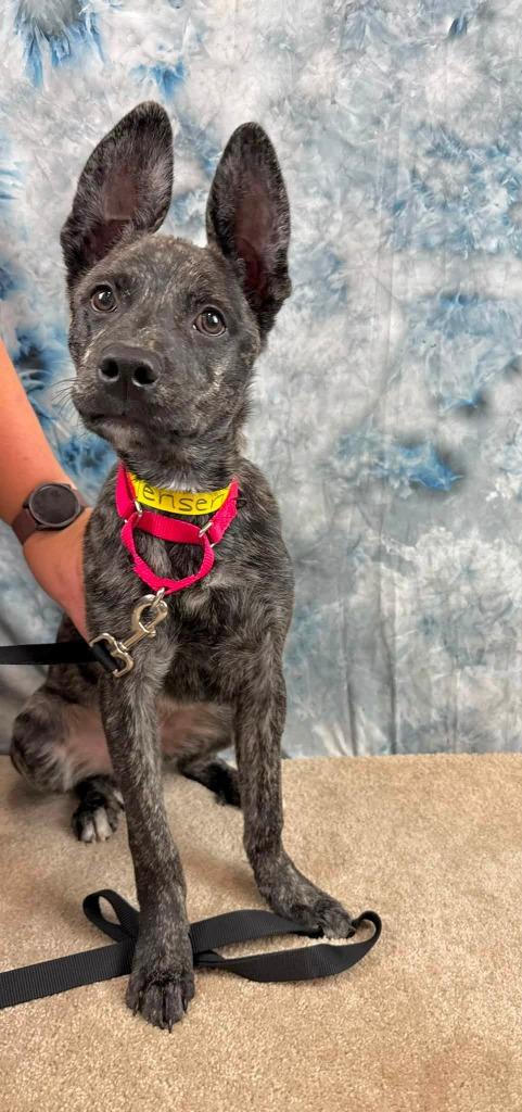 Jensen, a Adoptable mixed breed in Fond Du Lac, WI image 1/5