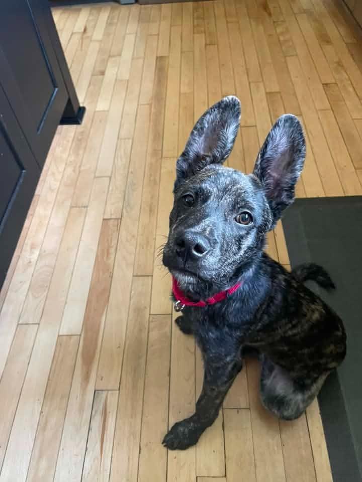 Jensen, a Adoptable mixed breed in Fond Du Lac, WI image 2/5
