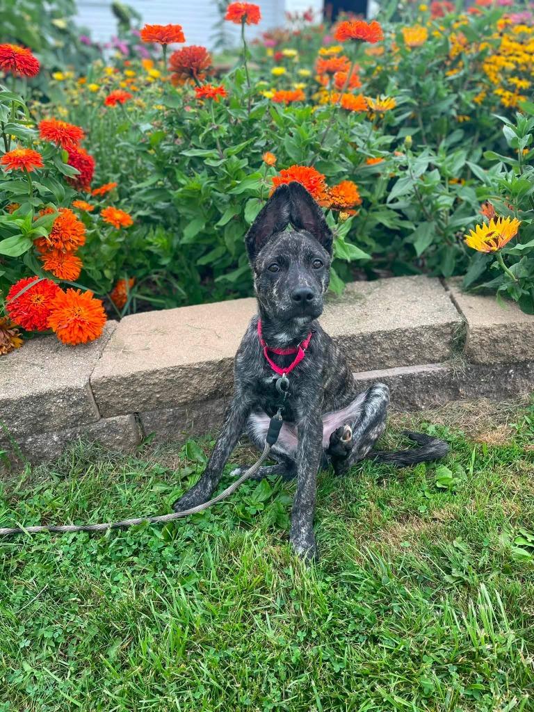 Jensen, a Adoptable mixed breed in Fond Du Lac, WI image 3/5