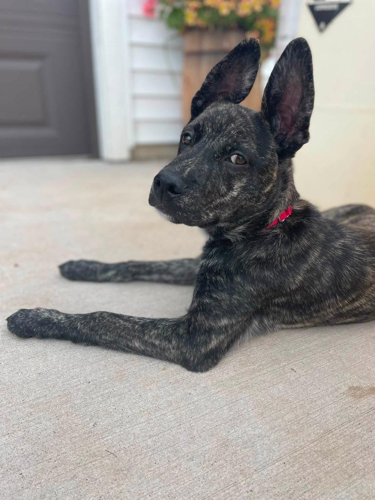 Jensen, a Adoptable mixed breed in Fond Du Lac, WI image 4/5