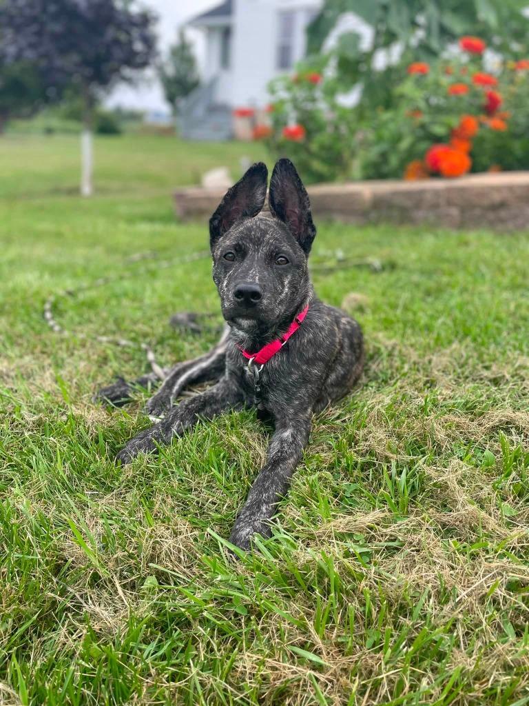 Jensen, a Adoptable mixed breed in Fond Du Lac, WI image 5/5