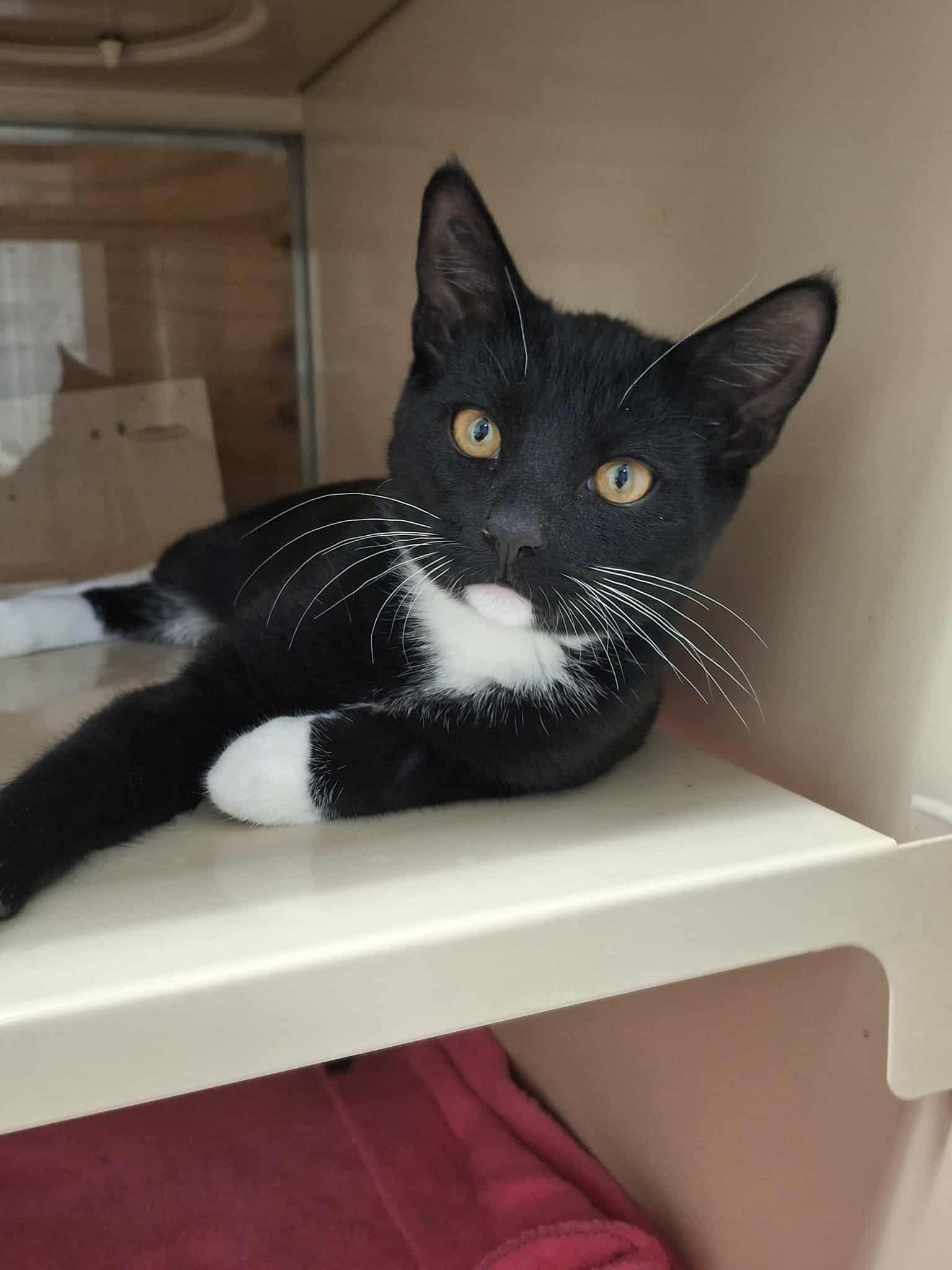 George, a Adoptable Domestic Short Hair in Gonic, NH image 1/3