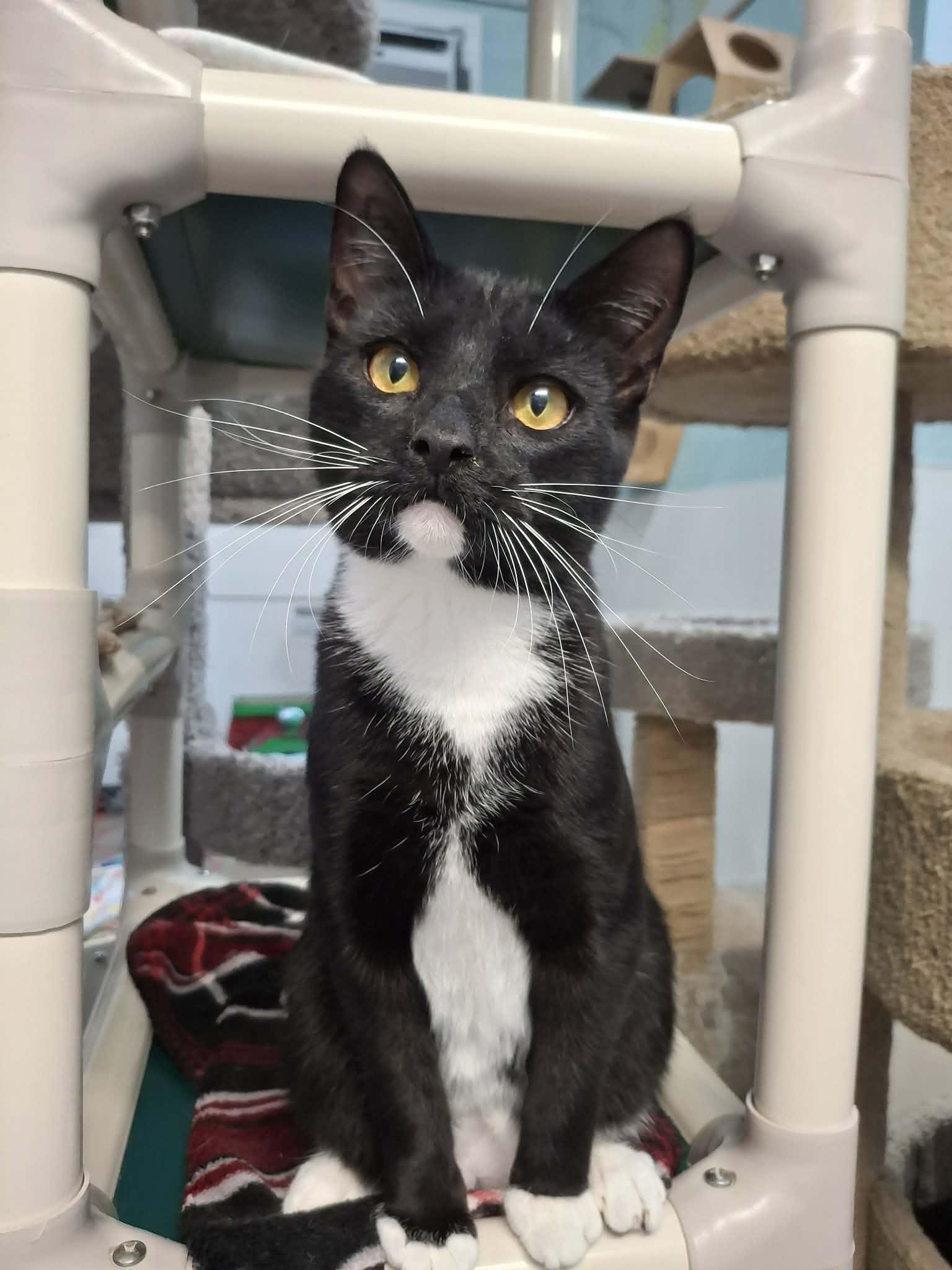 George, a Adoptable Domestic Short Hair in Gonic, NH image 2/3