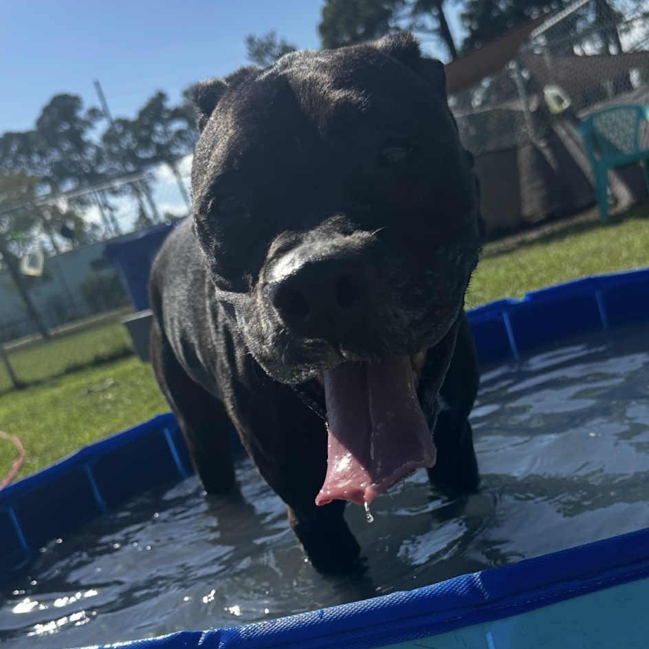 Hattie - 11 yo senior