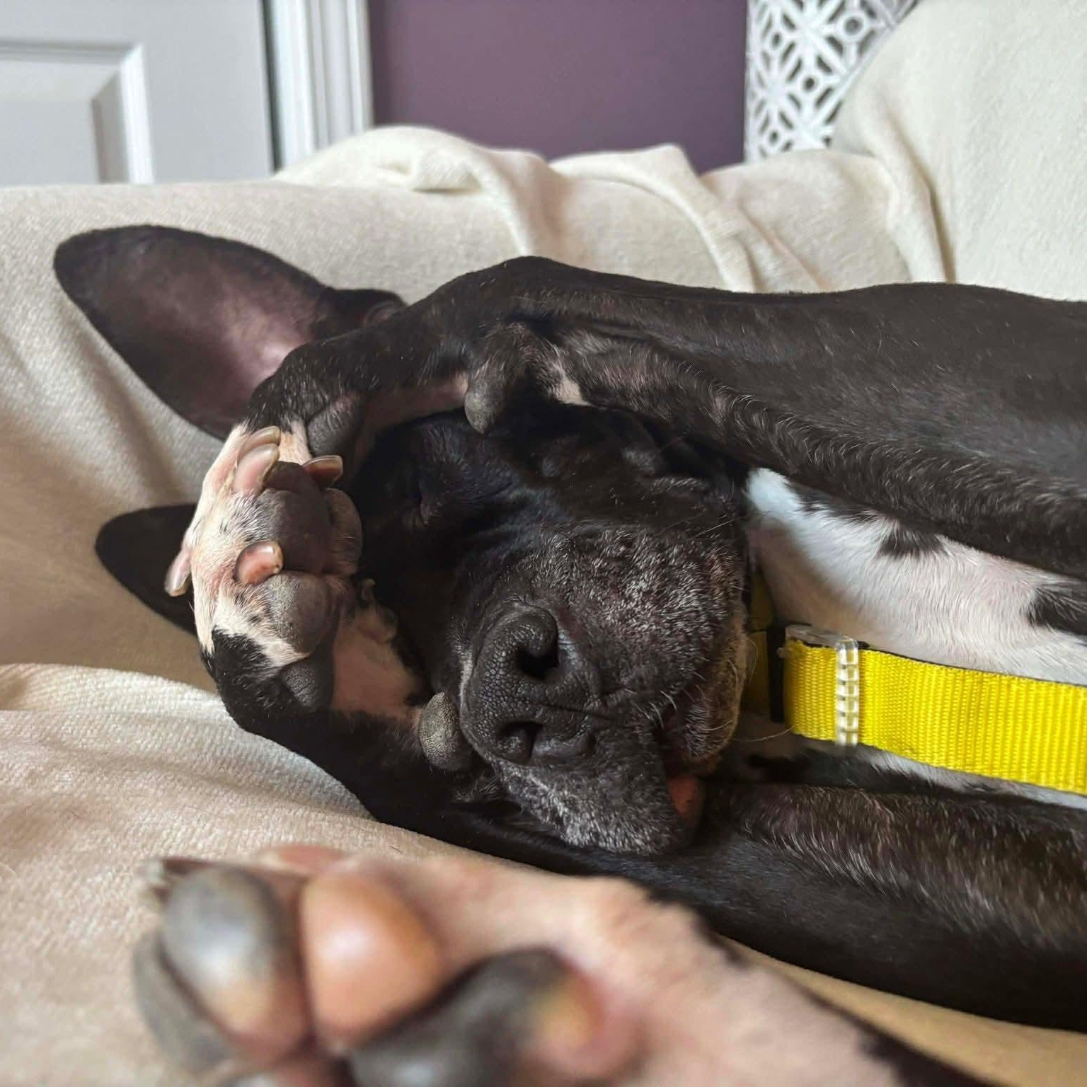 Hattie - 11 yo senior @ boarding foster — thumbnail 2