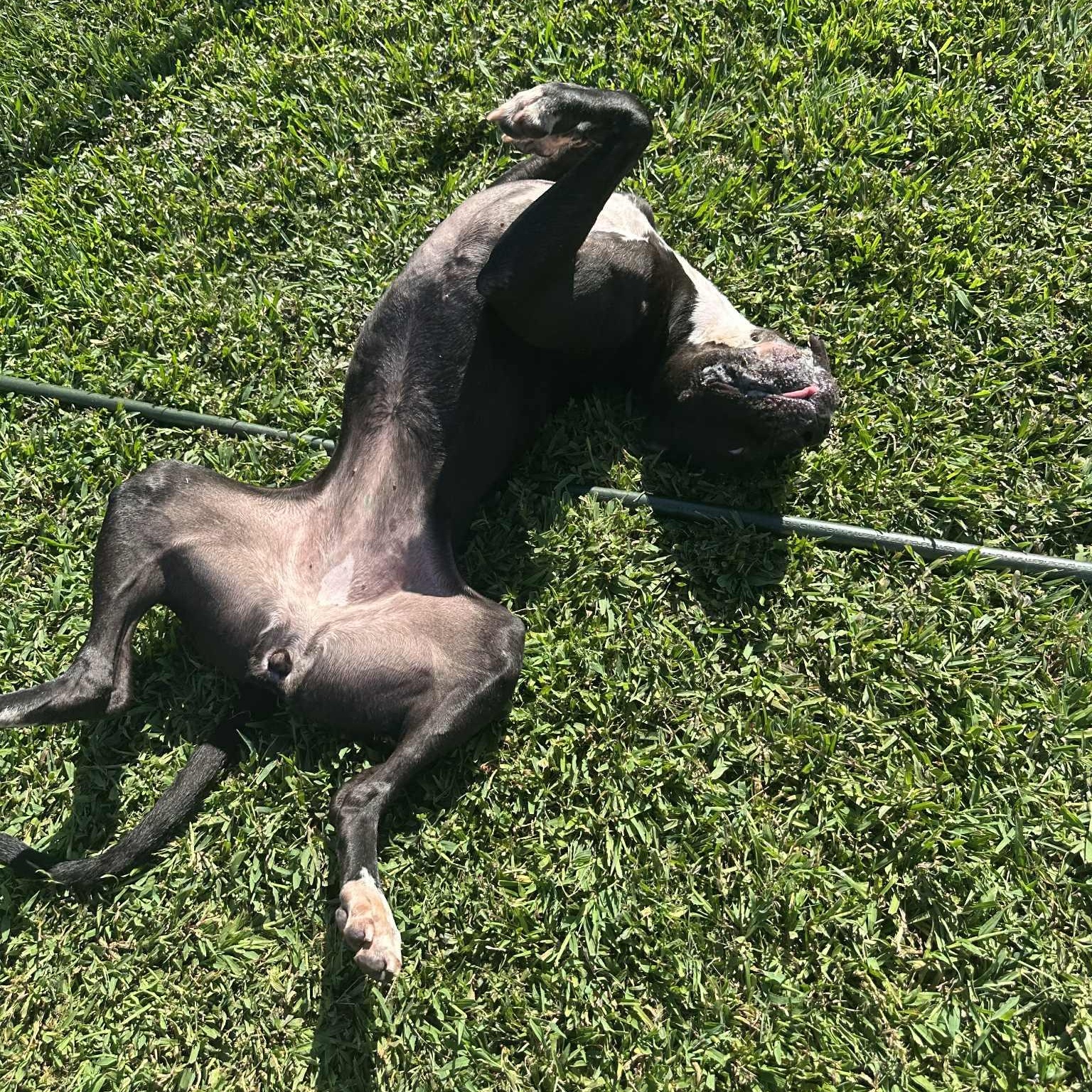 Hattie - 11 yo senior