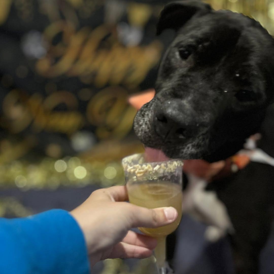 Hattie - 11 yo senior @ boarding foster — thumbnail 3