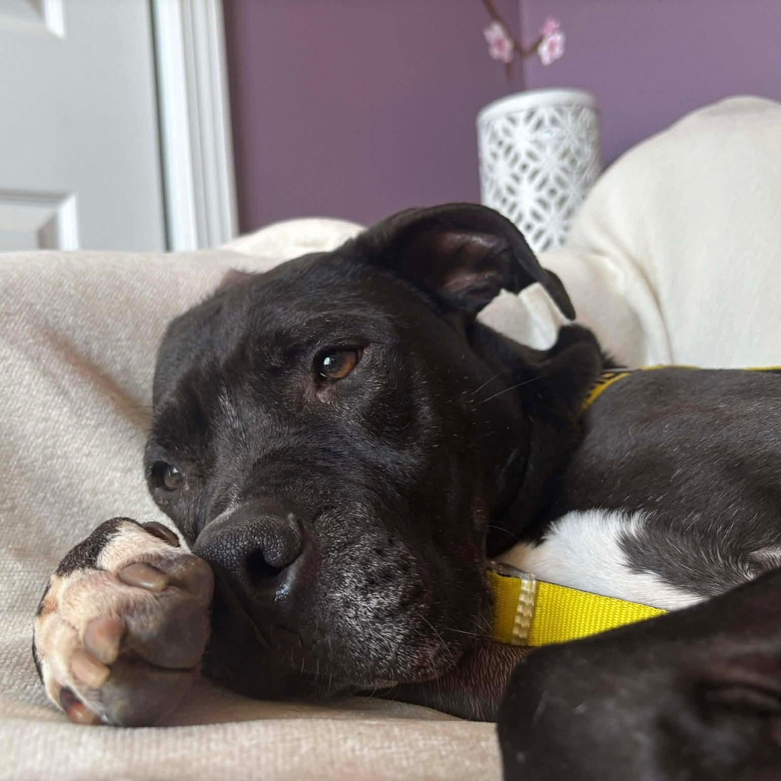 Hattie - 11 yo senior @ boarding foster — thumbnail 4