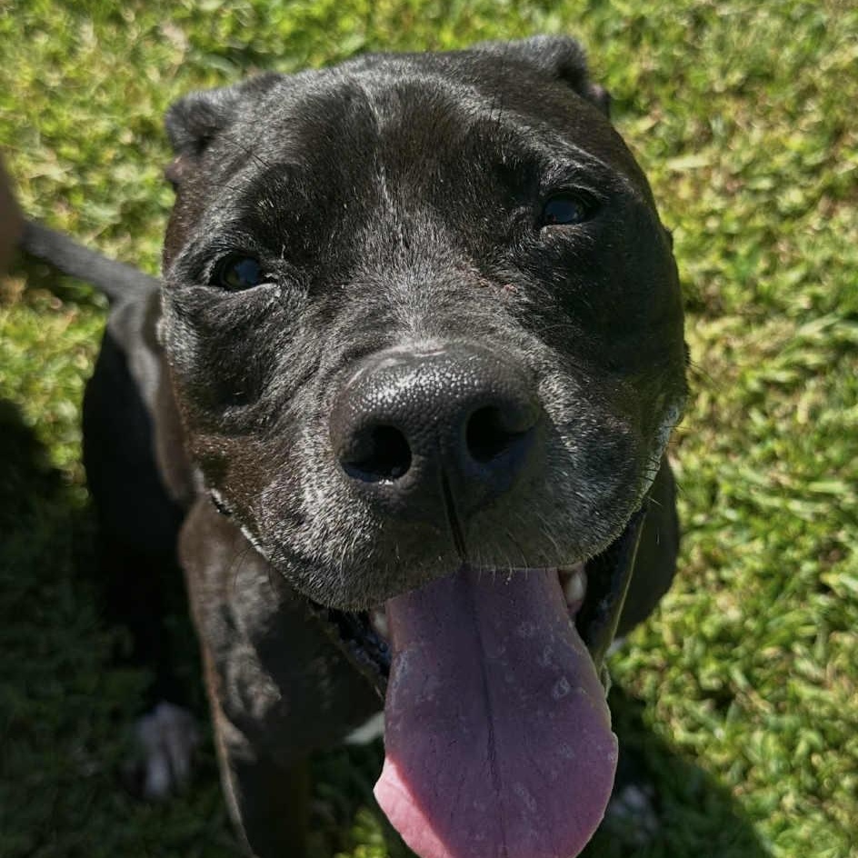 Hattie - 11 yo senior