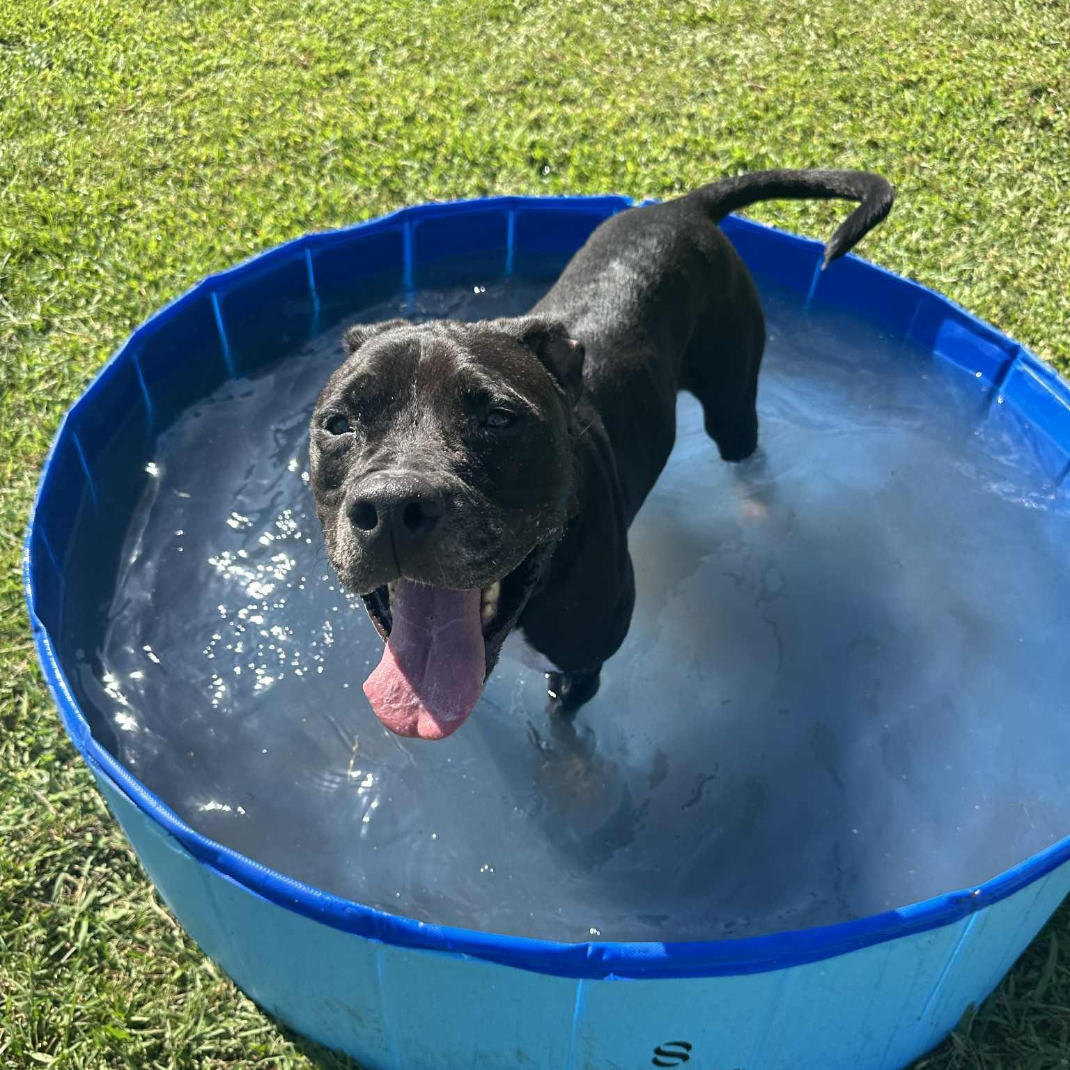 Hattie - 11 yo senior